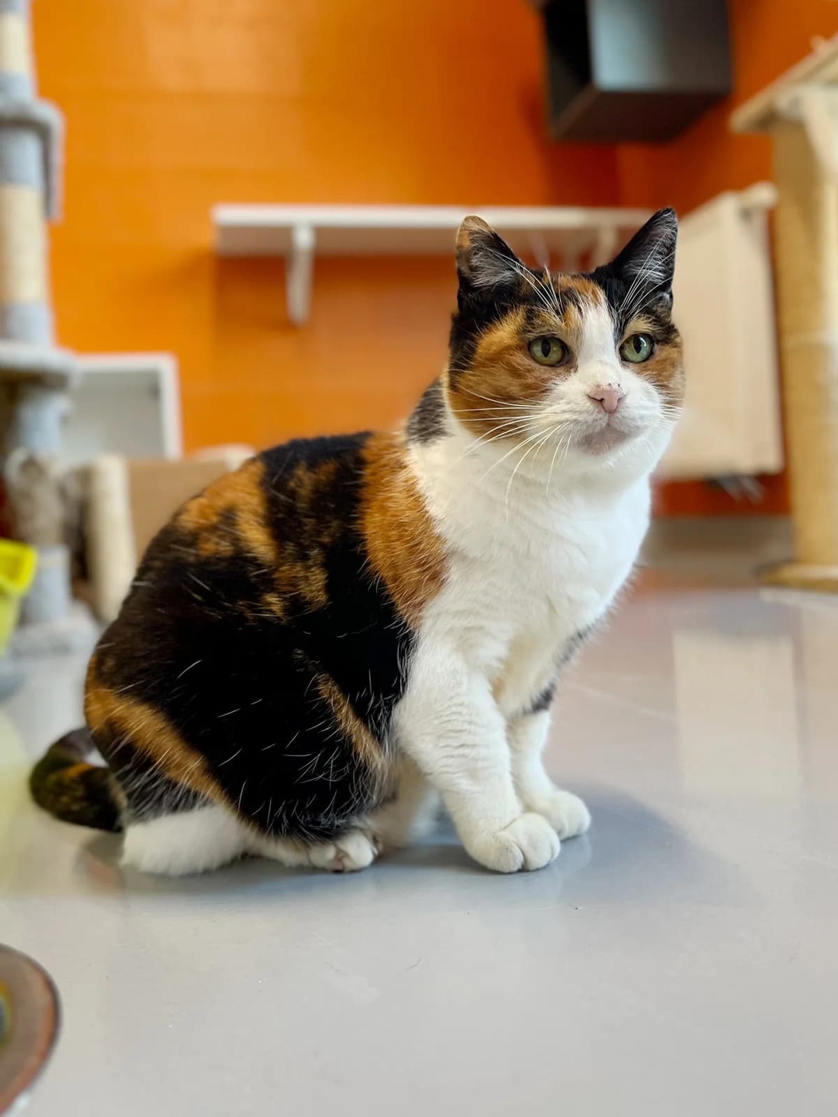 Yasmine, female European Shorthair for adoption at Perwez), Sans Collier photo 6