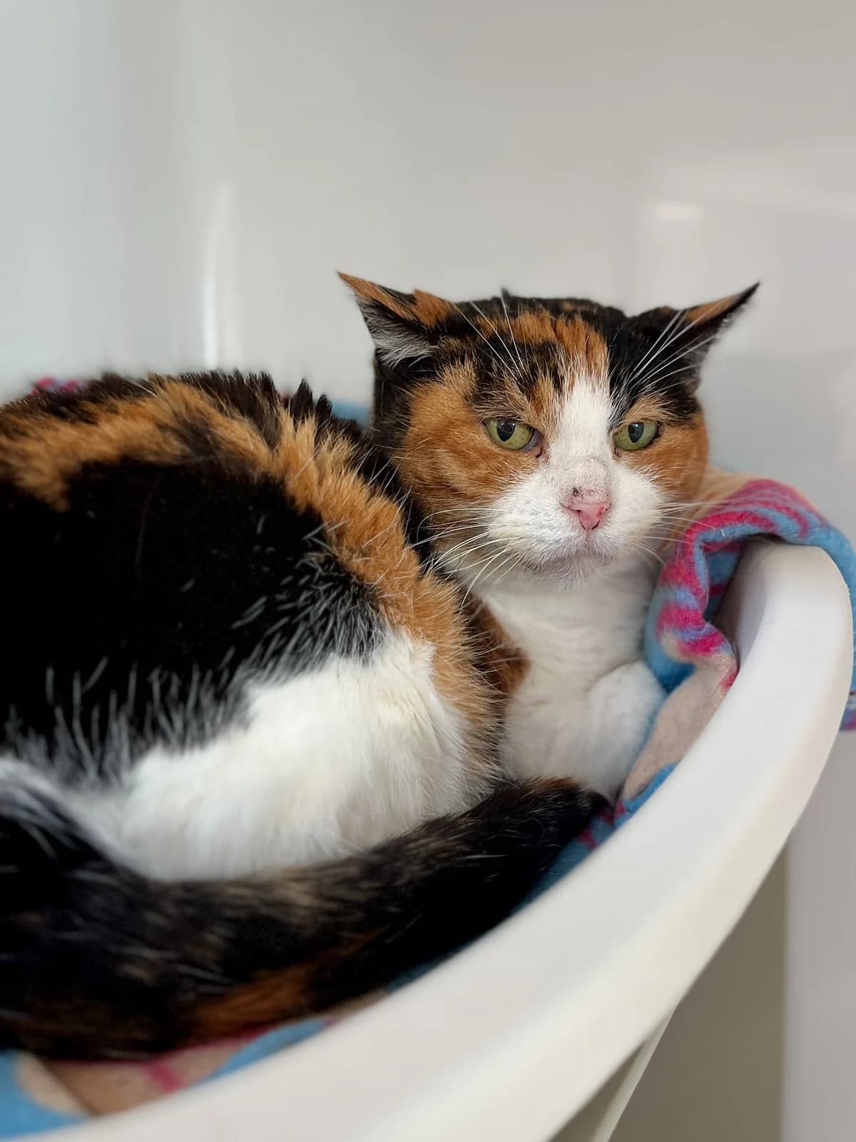 Yasmine, female European Shorthair for adoption at Perwez), Sans Collier photo 7