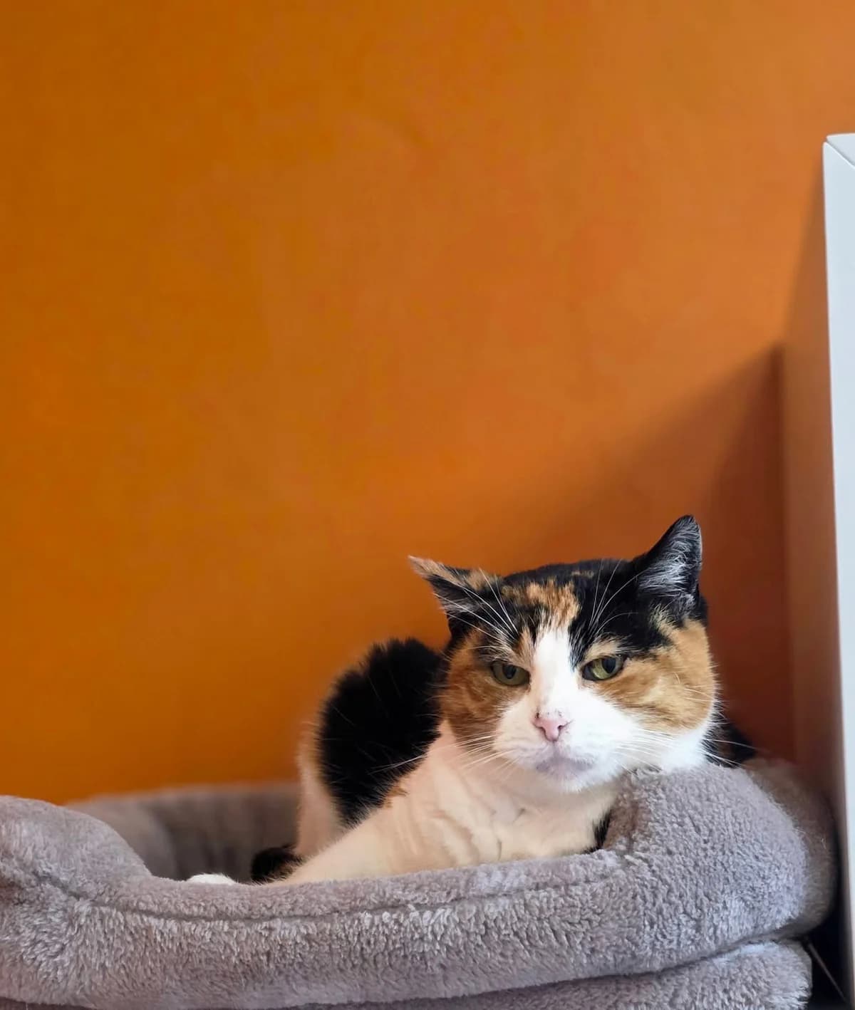 Yasmine, female European Shorthair for adoption at Perwez), Sans Collier photo 8