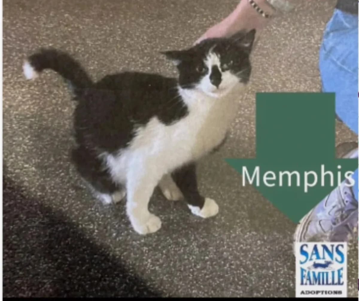 Memphis, male 6yo Mixed Breed for adoption at Sans Famille ASBL, Dinant