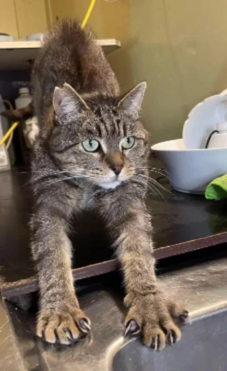 Tigrou-516, male Mixed Breed for adoption at Sans Famille ASBL, Dinant