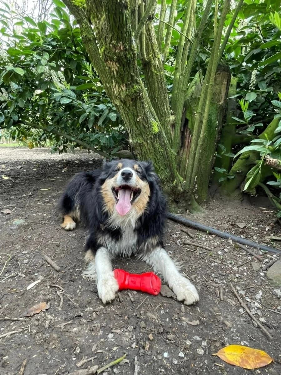 Rox, male Mixed Breed for adoption at Sans Famille ASBL, Dinant