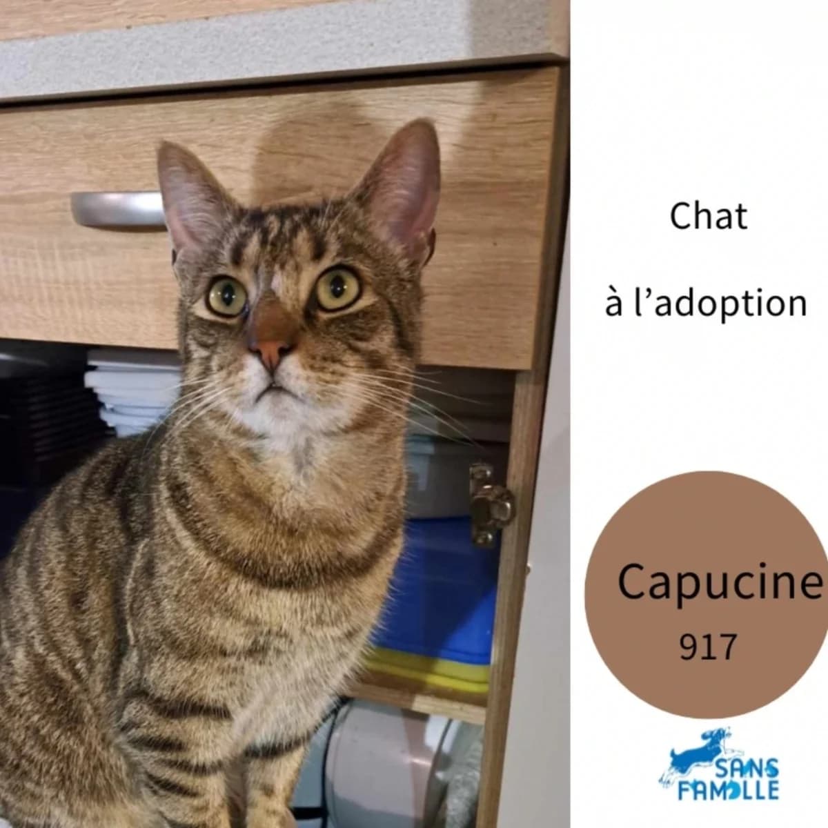 Capucine, female Mixed Breed for adoption at Sans Famille ASBL, Dinant