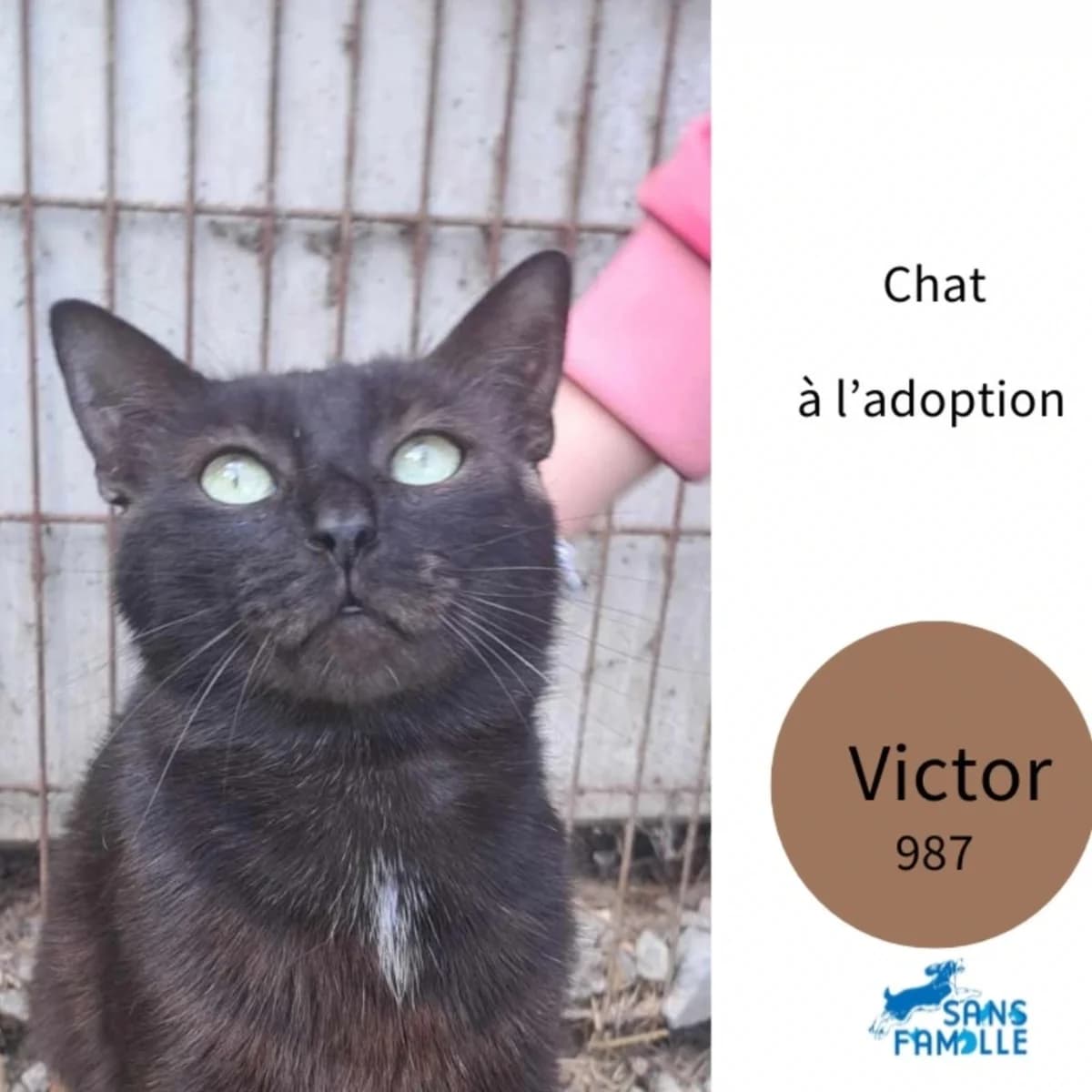 Victor, male Mixed Breed for adoption at Sans Famille ASBL, Dinant