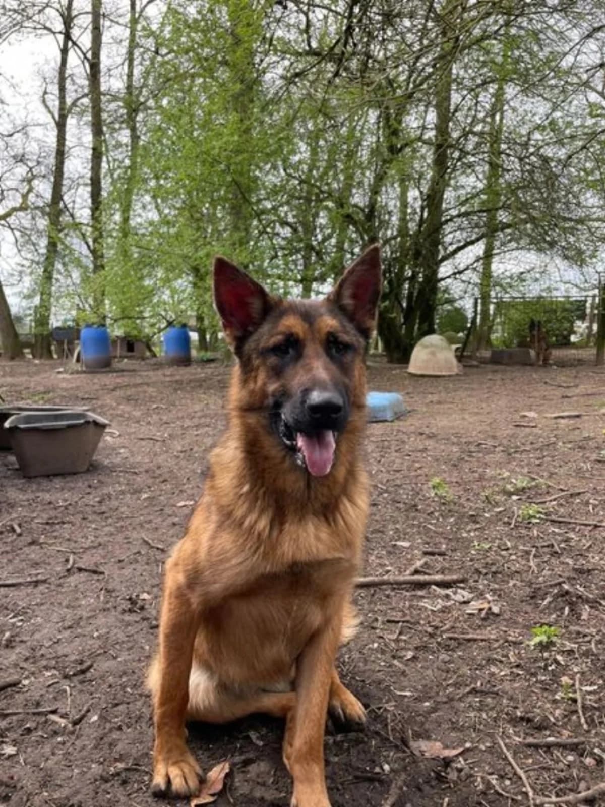 Lady, female mixed breed for adoption at Sans Famille ASBL, Dinant