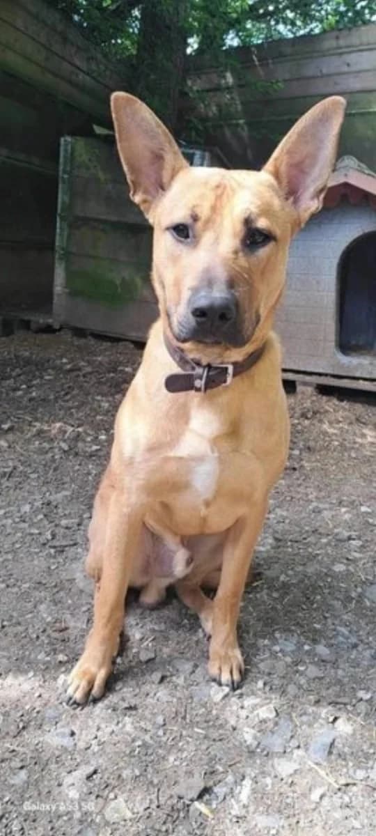 Natsu, male Belgian Malinois for adoption at Sans Famille ASBL, Dinant