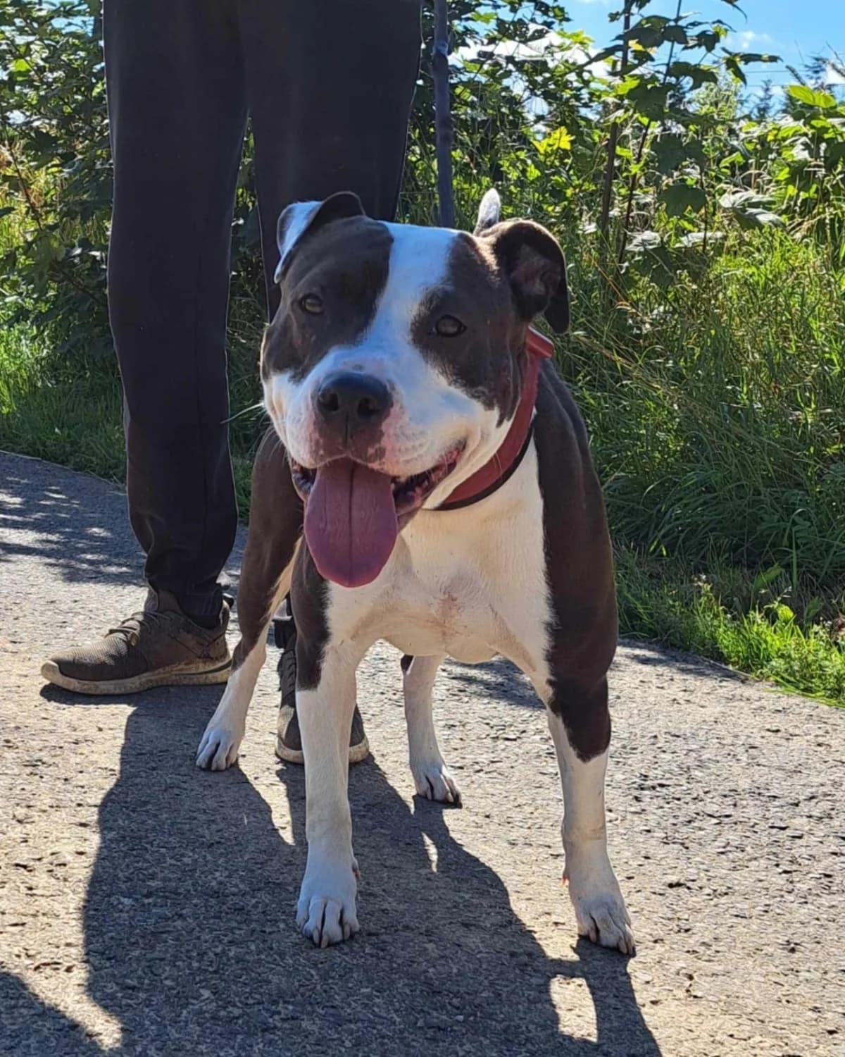 Zoé, female mixed breed for adoption at Sans Famille ASBL, Dinant