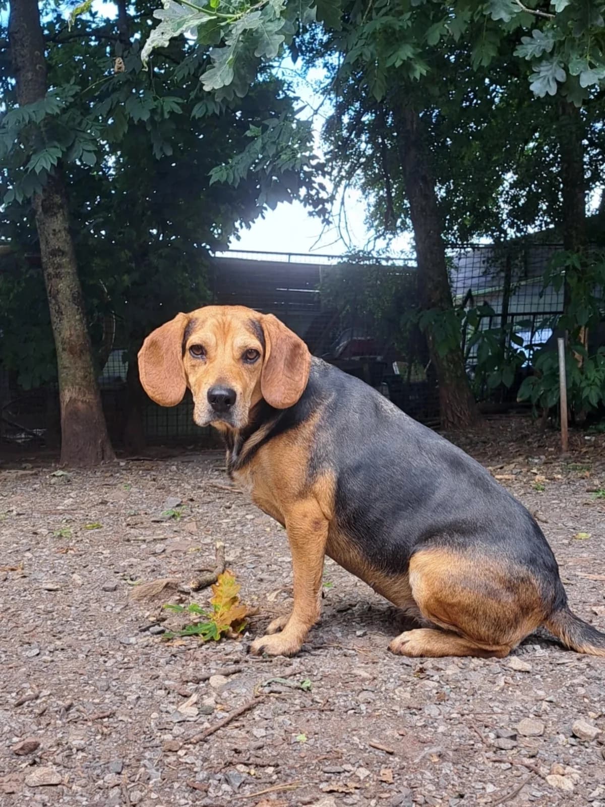 Speedy, female Mixed Breed for adoption at Sans Famille ASBL, Dinant