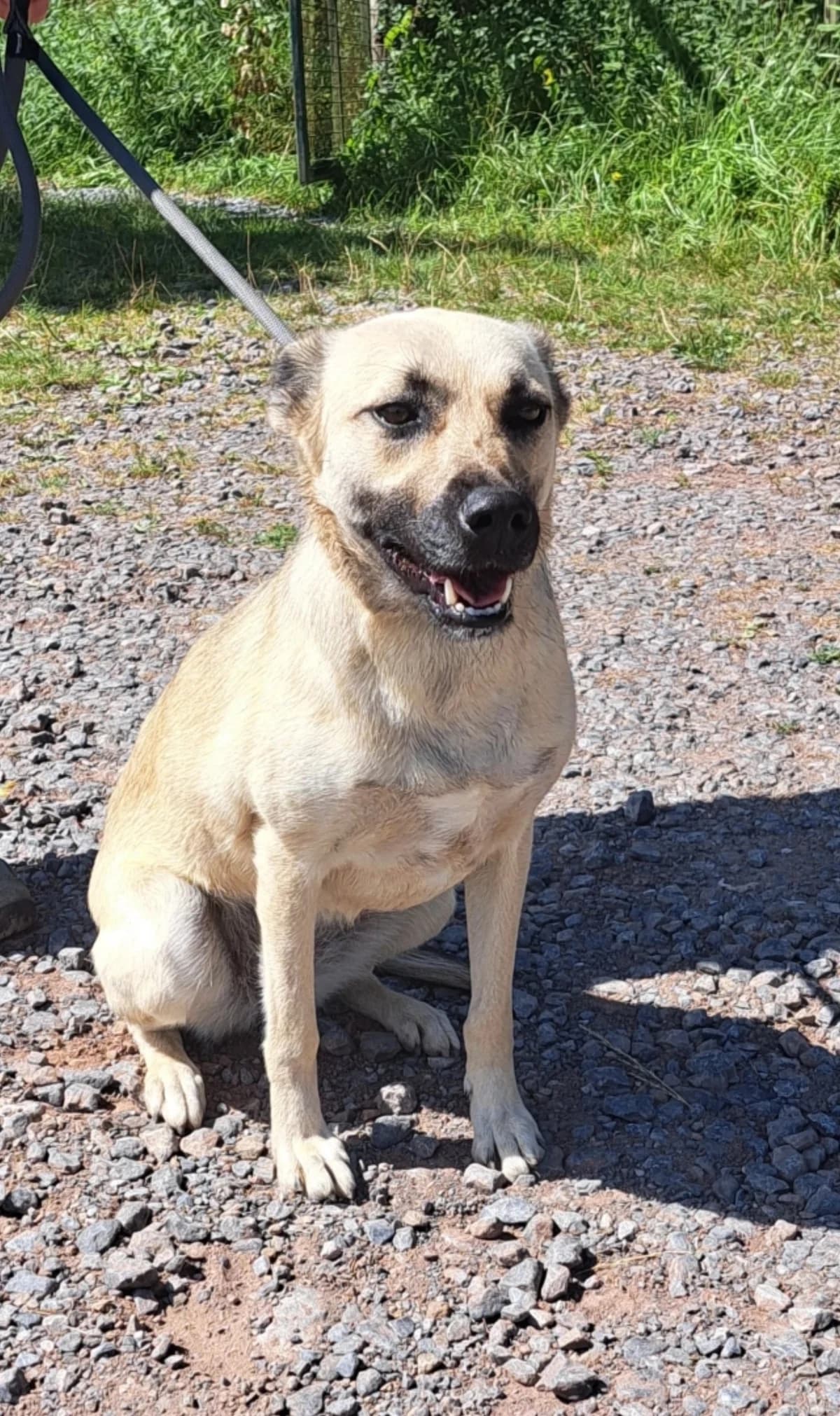 Hachka, female Mixed Breed for adoption at Sans Famille ASBL, Dinant