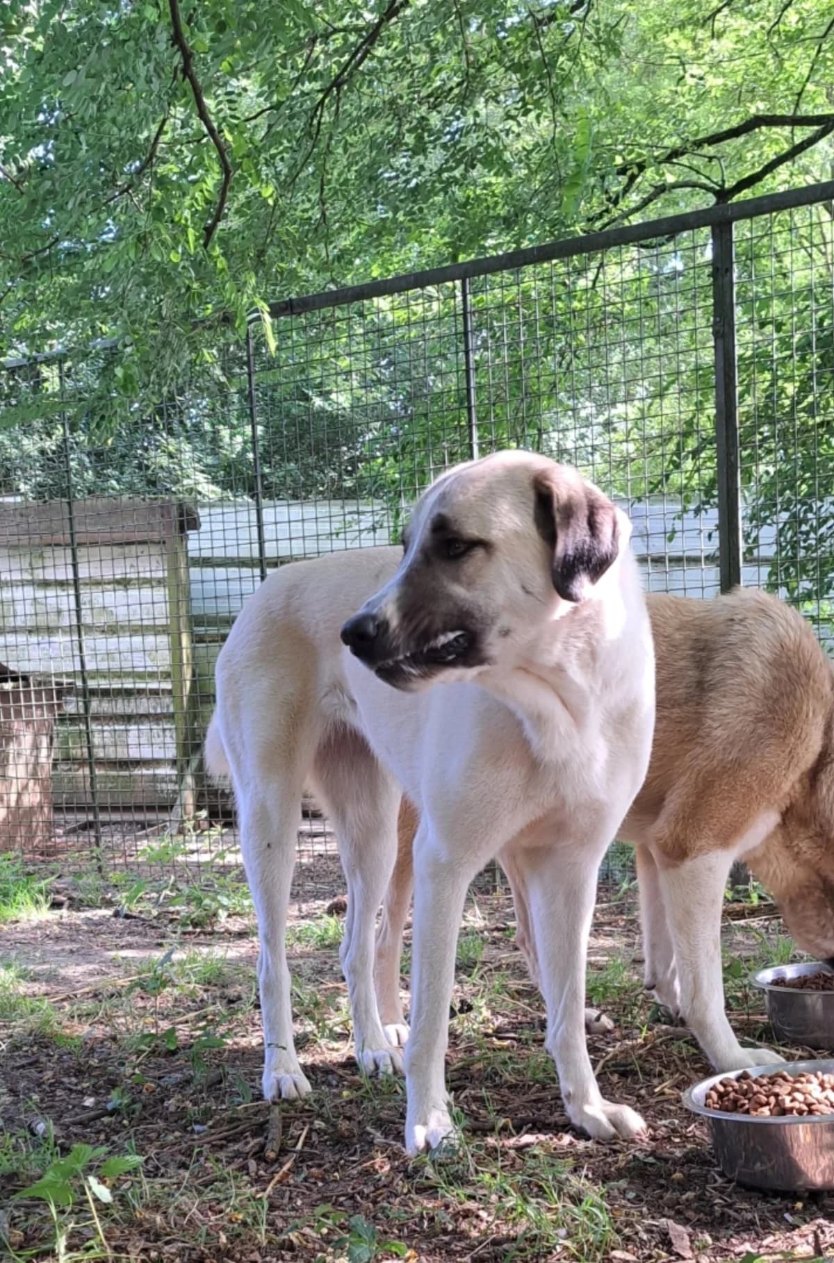 Lucky,  young German Shepherd for adoption at Sans Famille ASBL, Dinant