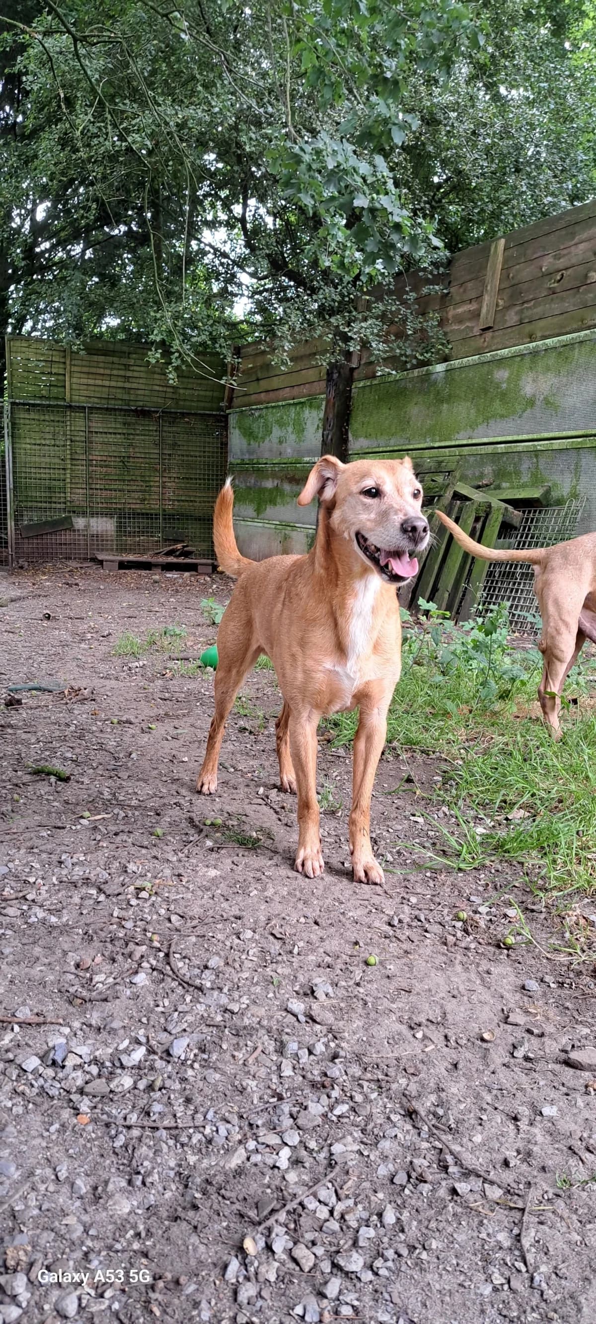 Tenchi, female senior German Shepherd for adoption at Sans Famille ASBL, Dinant