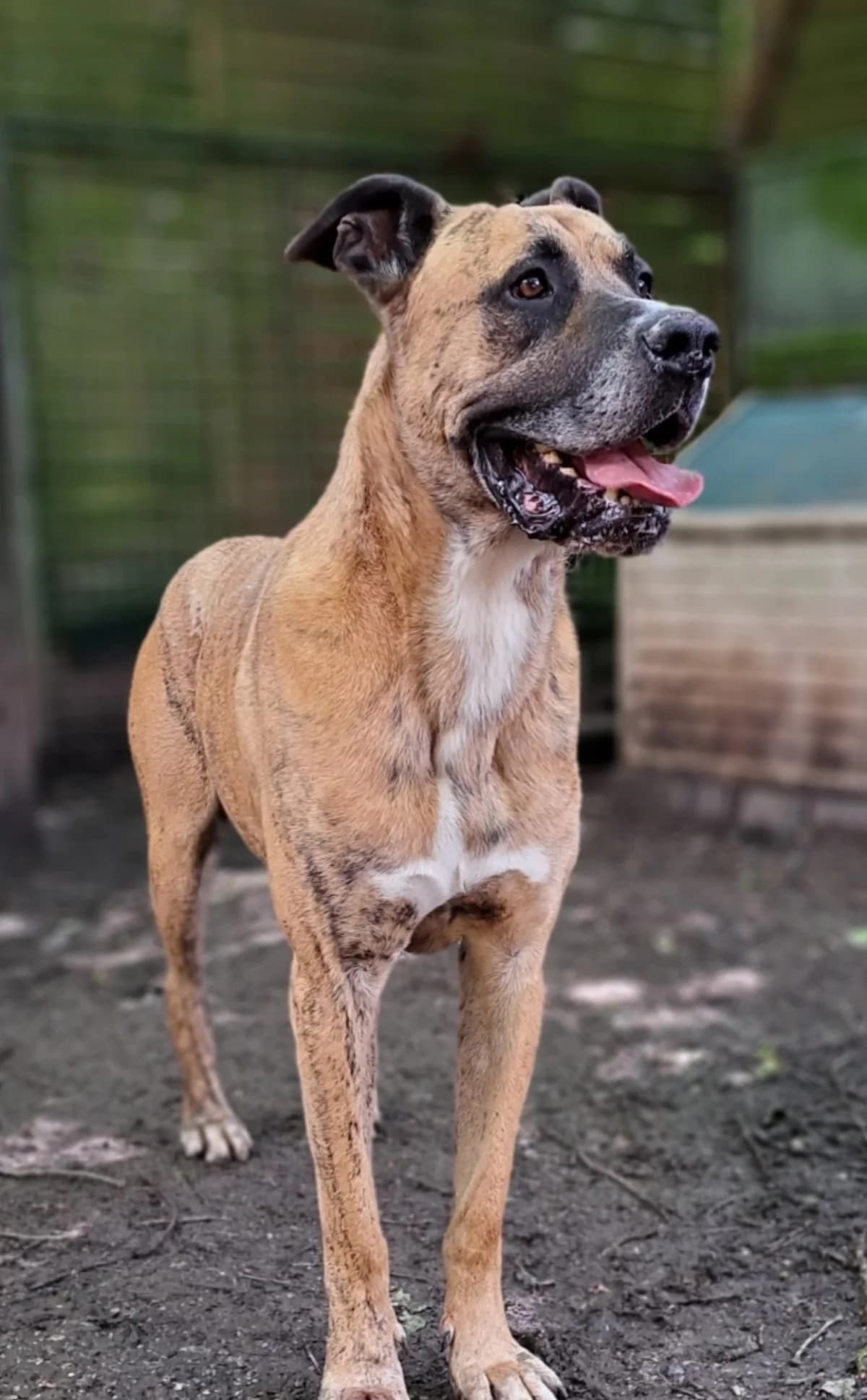 Nice, male Mixed Breed for adoption at Sans Famille ASBL, Dinant