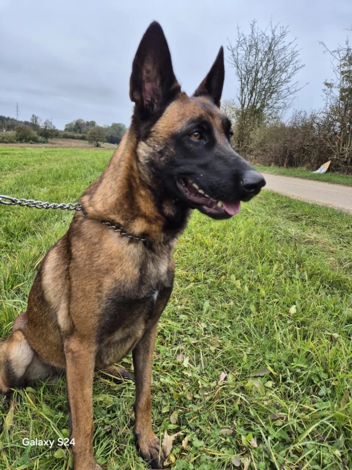 Thalia, female Mixed Breed for adoption at Sans Famille ASBL, Dinant