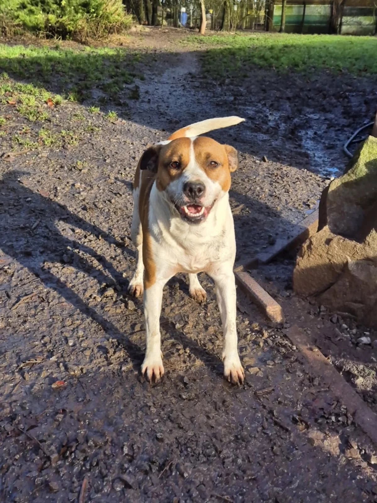 Praline,  mixed breed for adoption at Sans Famille ASBL, Dinant
