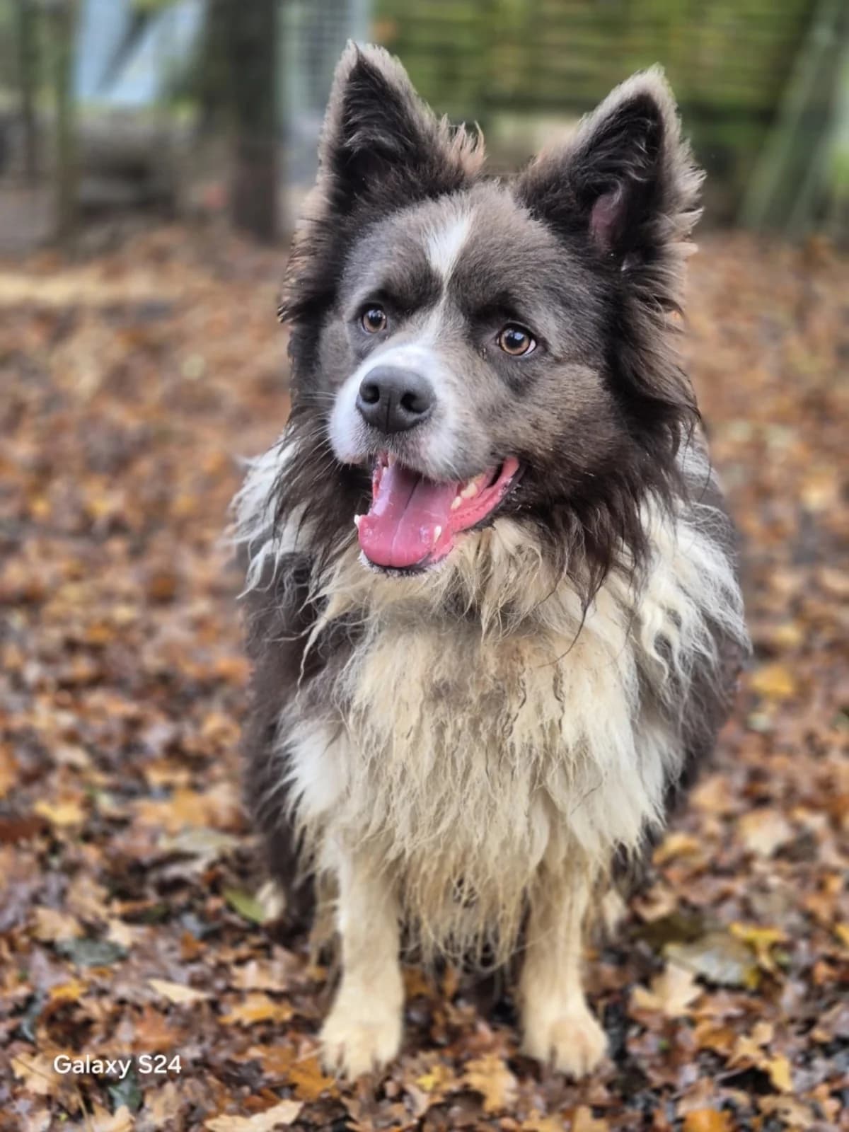 Coockie,  Border Collie for adoption at Sans Famille ASBL, Dinant