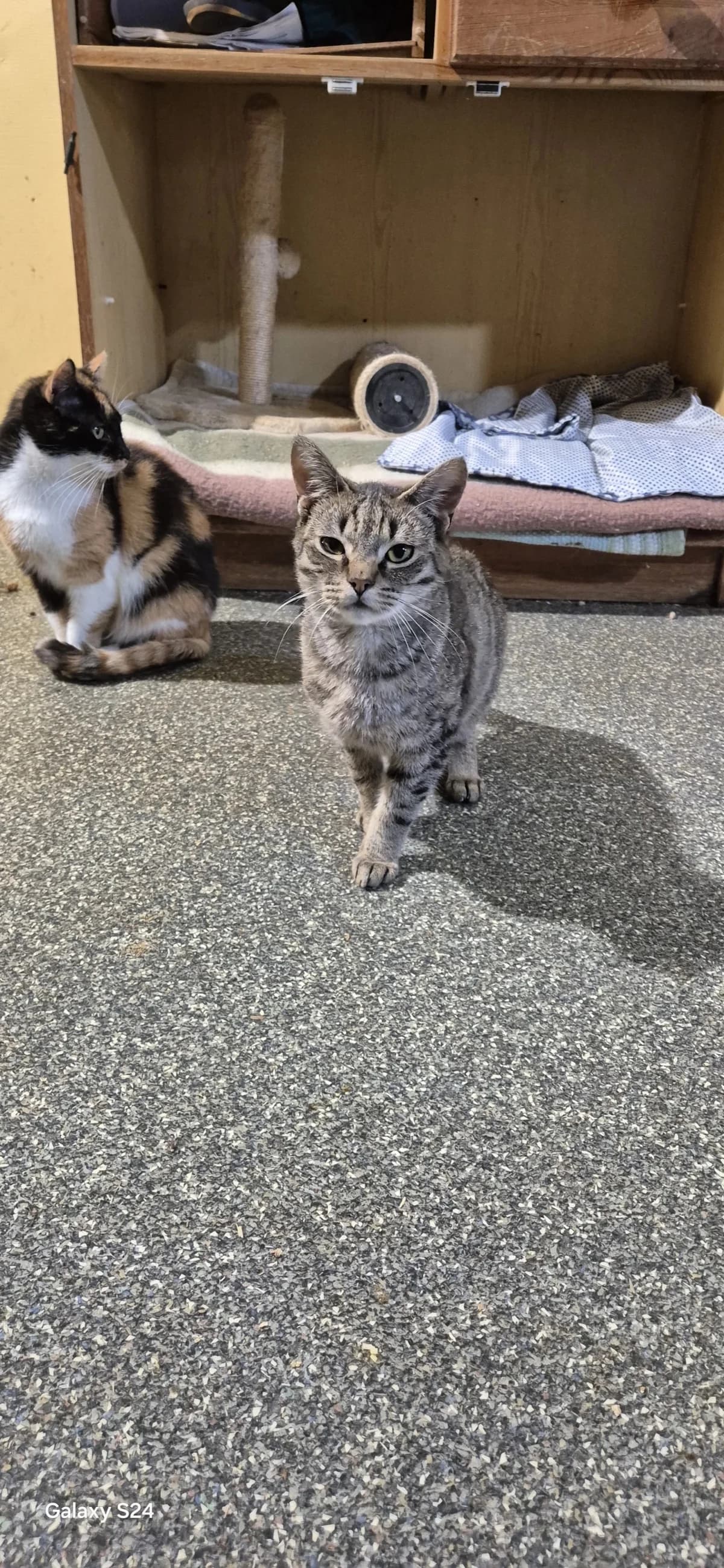 Circe, female Mixed Breed for adoption at Sans Famille ASBL, Dinant