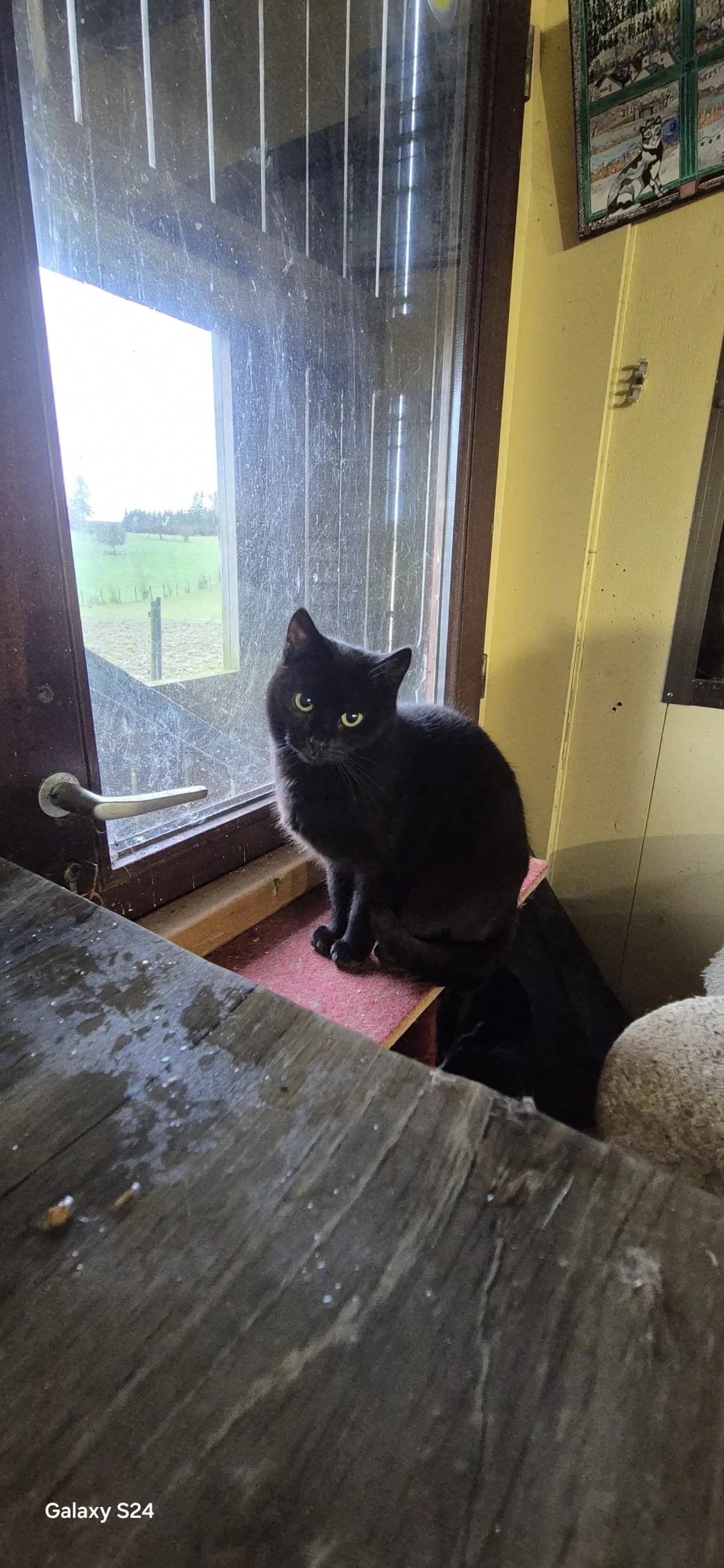 Braise, female Mixed Breed for adoption at Sans Famille ASBL, Dinant