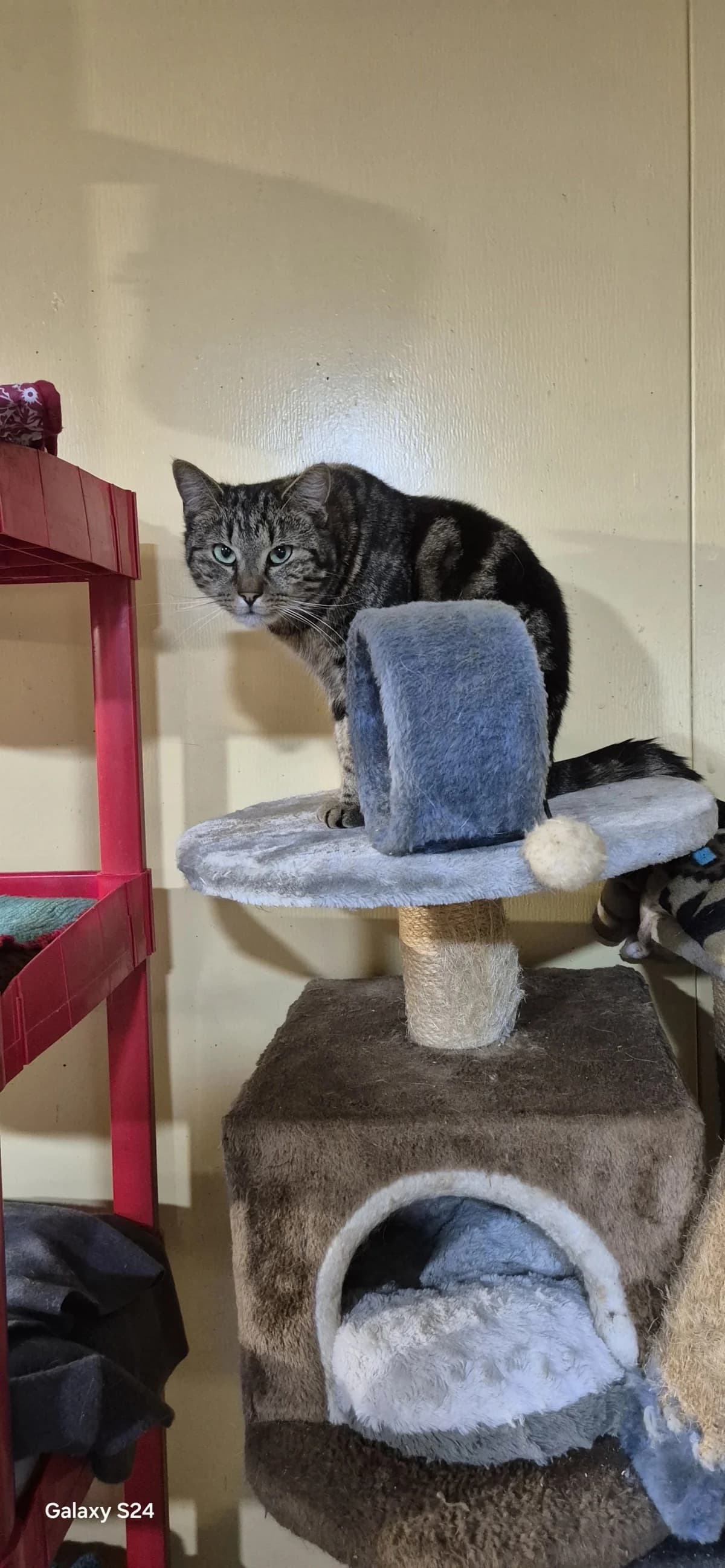 Patibulaire, male Mixed Breed for adoption at Sans Famille ASBL, Dinant