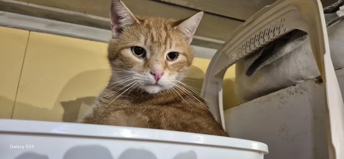 Caramel,  Mixed Breed for adoption at Sans Famille ASBL, Dinant