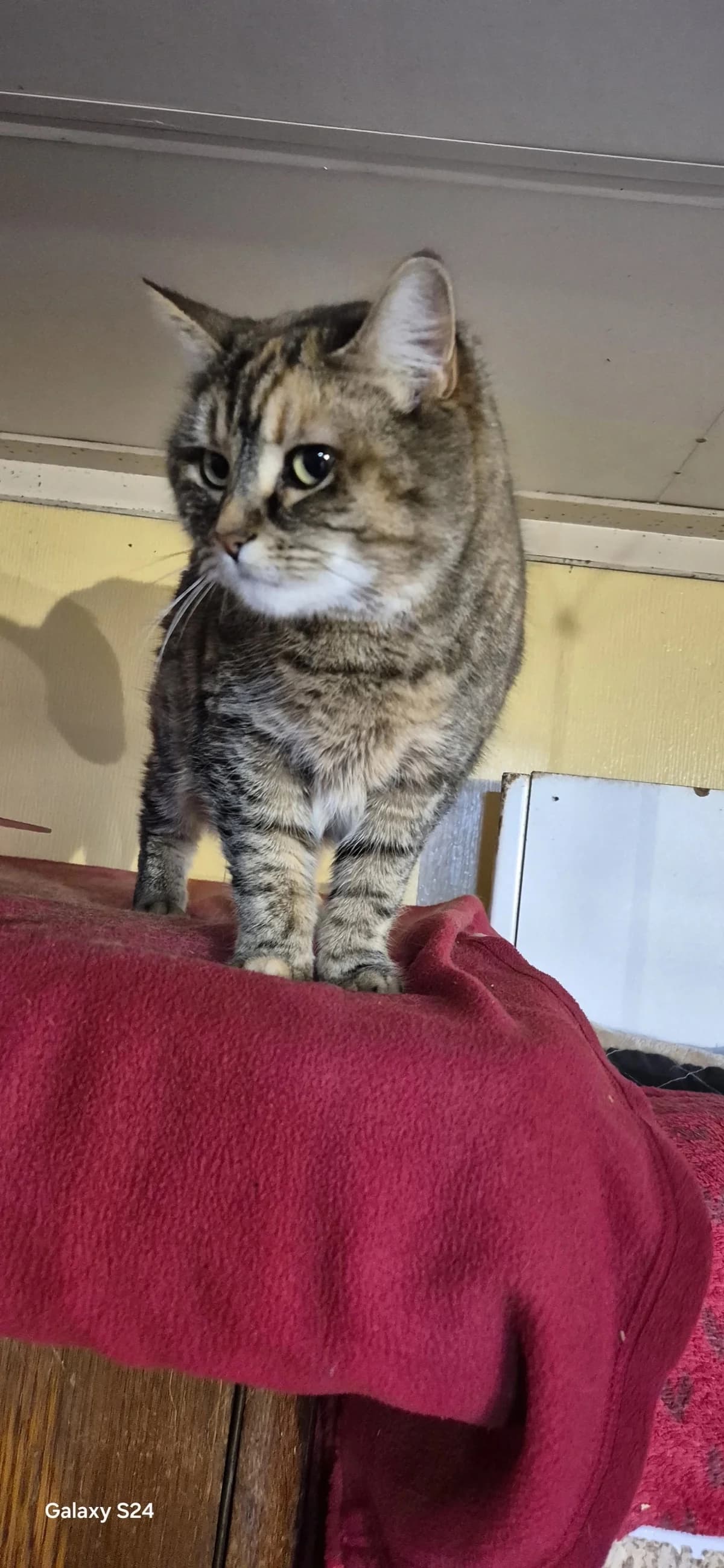 Hibana,  Mixed Breed for adoption at Sans Famille ASBL, Dinant