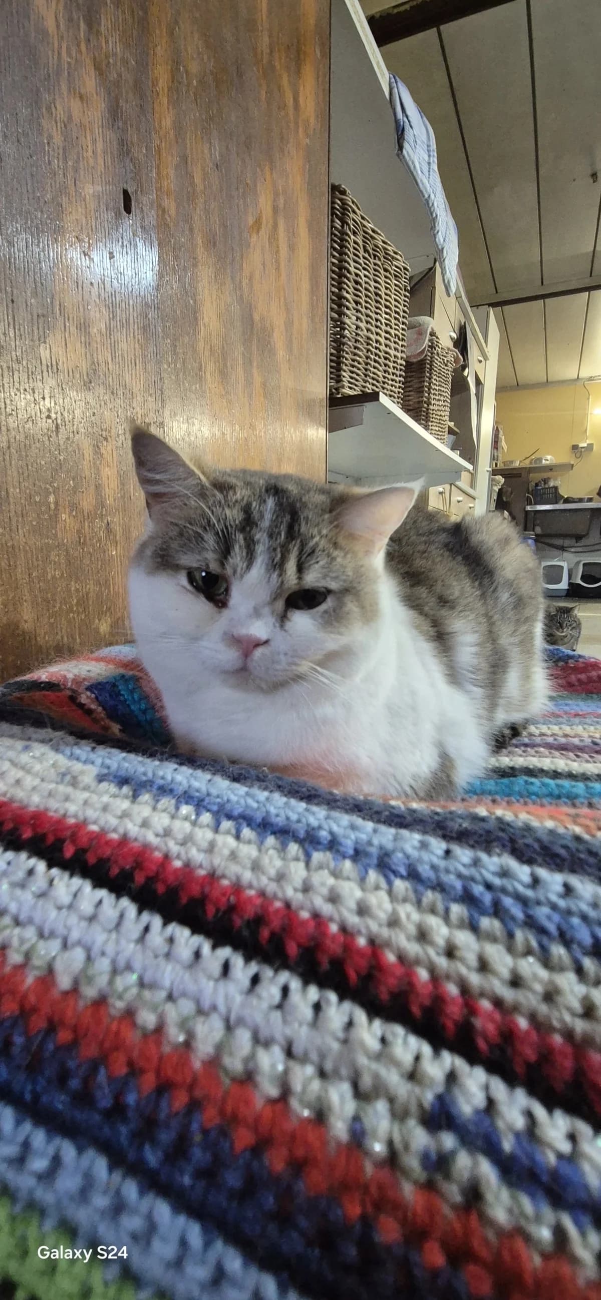 Mira,  Mixed Breed for adoption at Sans Famille ASBL, Dinant