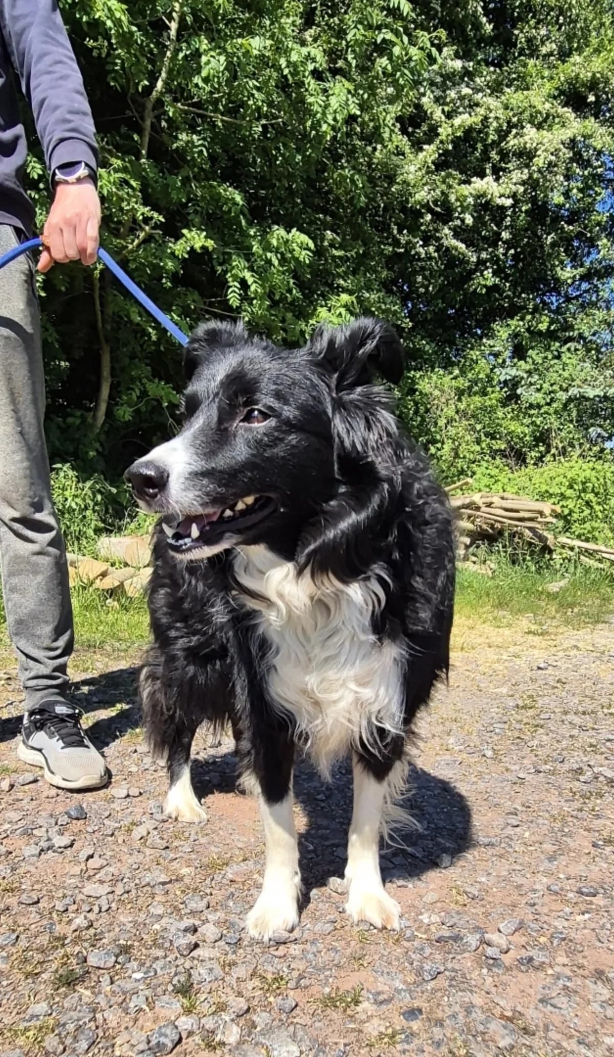 Max, male Border Collie for adoption at Sans Famille ASBL, Dinant