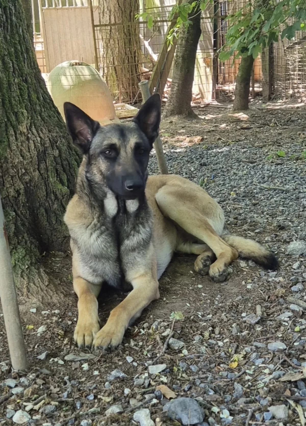 Nana,  young German Shepherd for adoption at Sans Famille ASBL, Dinant