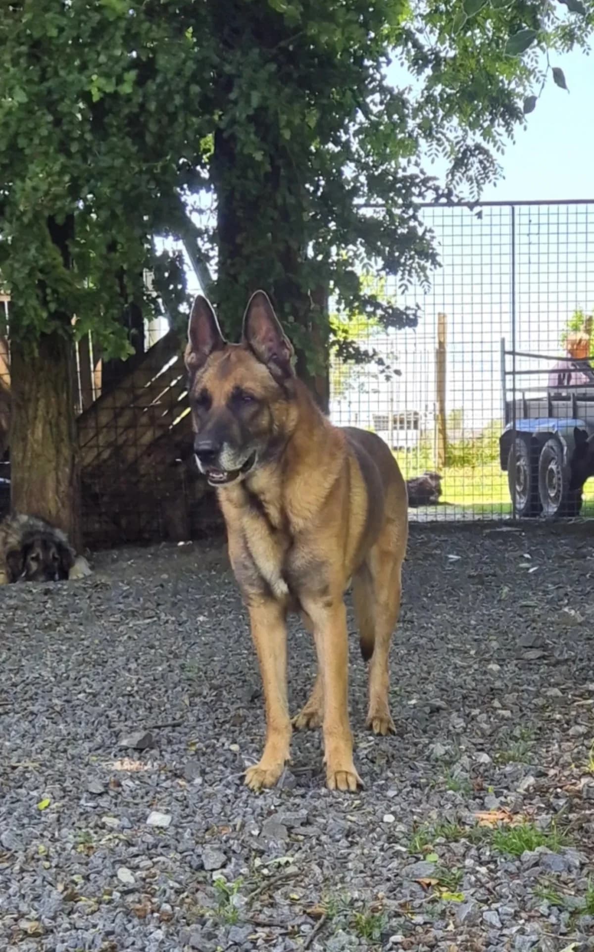 Jerry, German Shepherd for adoption at Sans Famille ASBL, Dinant