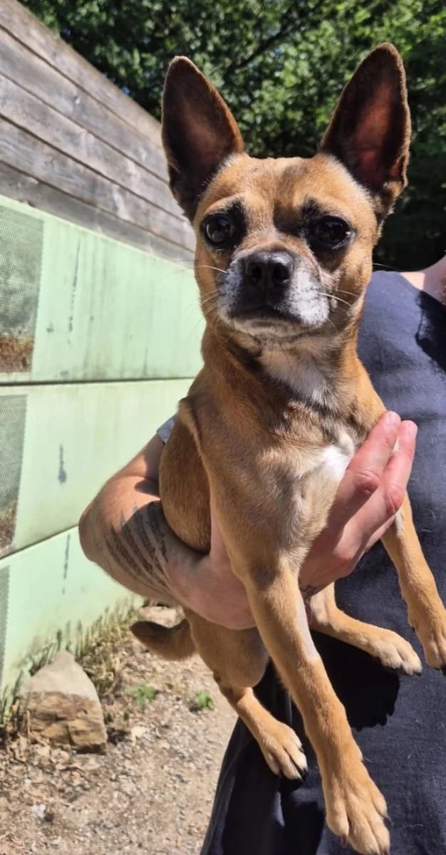 Billy,  mixed breed for adoption at Sans Famille ASBL, Dinant