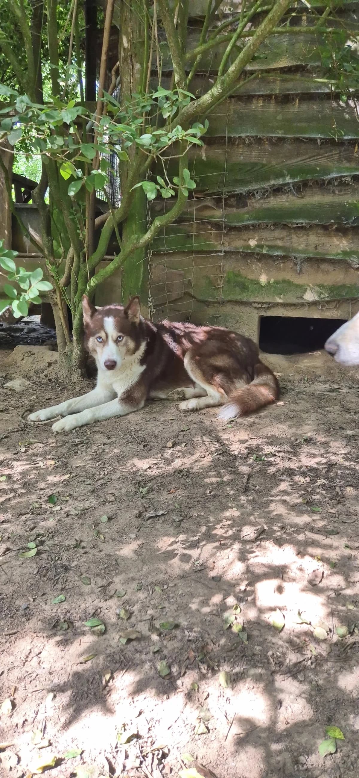 Zeus, male 5yo German Shepherd for adoption at Sans Famille ASBL, Dinant
