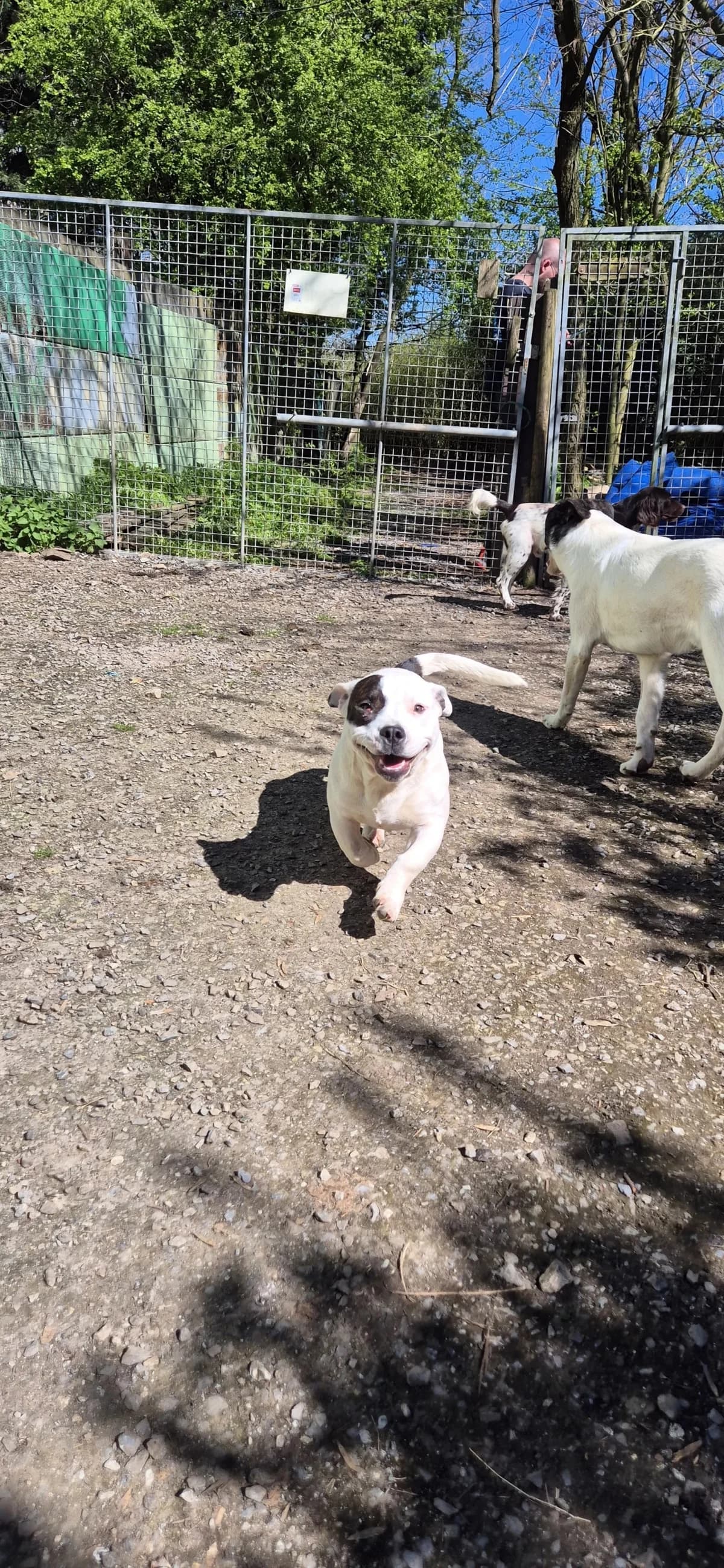 Victor,  mixed breed for adoption at Sans Famille ASBL, Dinant