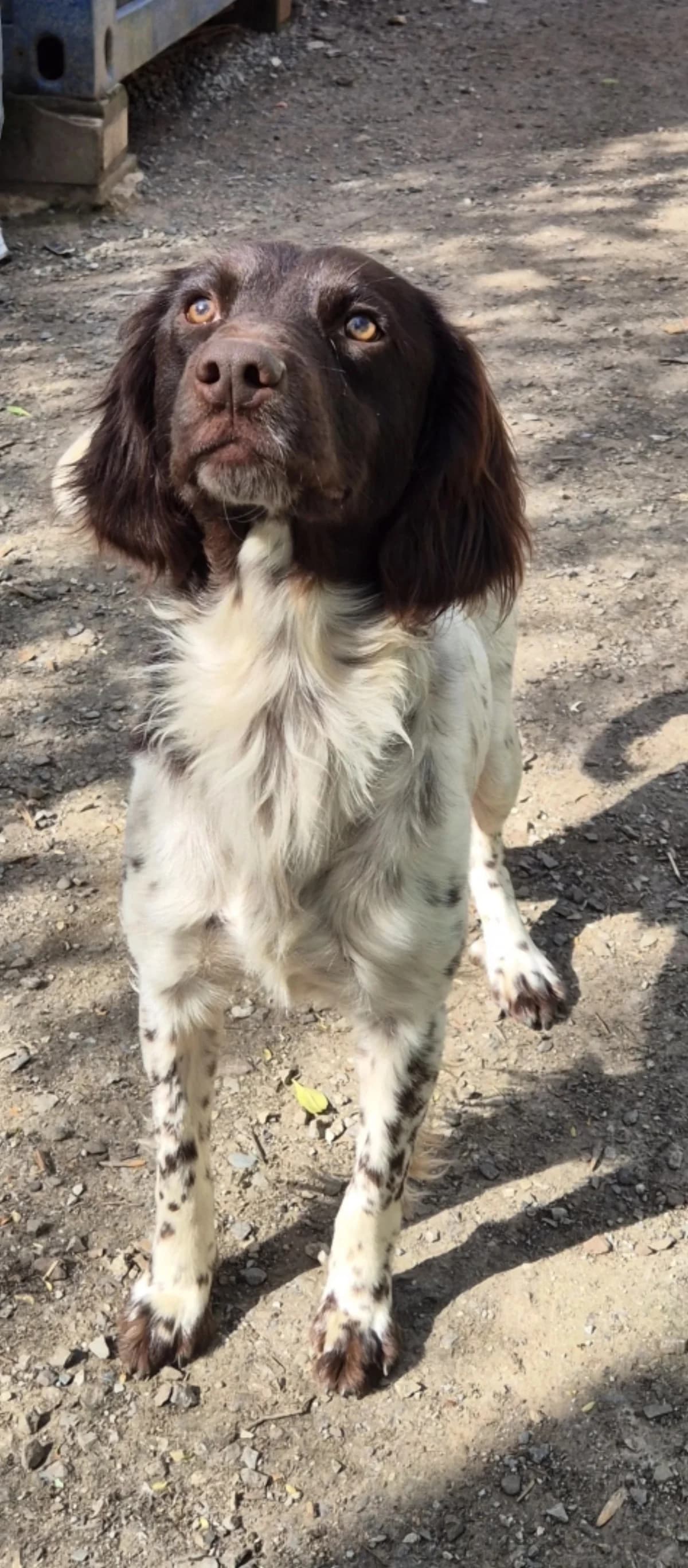 Boy,  mixed breed for adoption at Sans Famille ASBL, Dinant