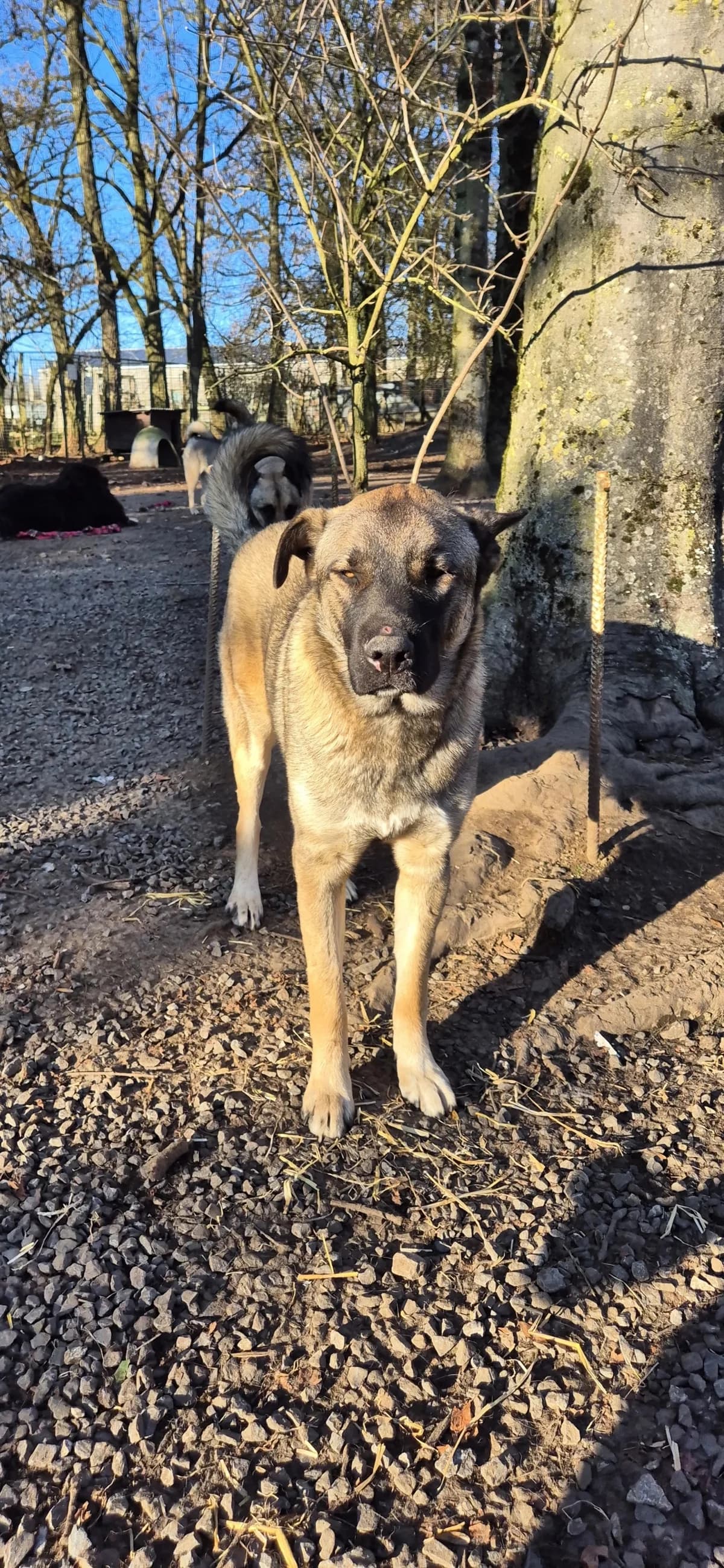 Zoé, female 5yo German Shepherd for adoption at Sans Famille ASBL, Dinant
