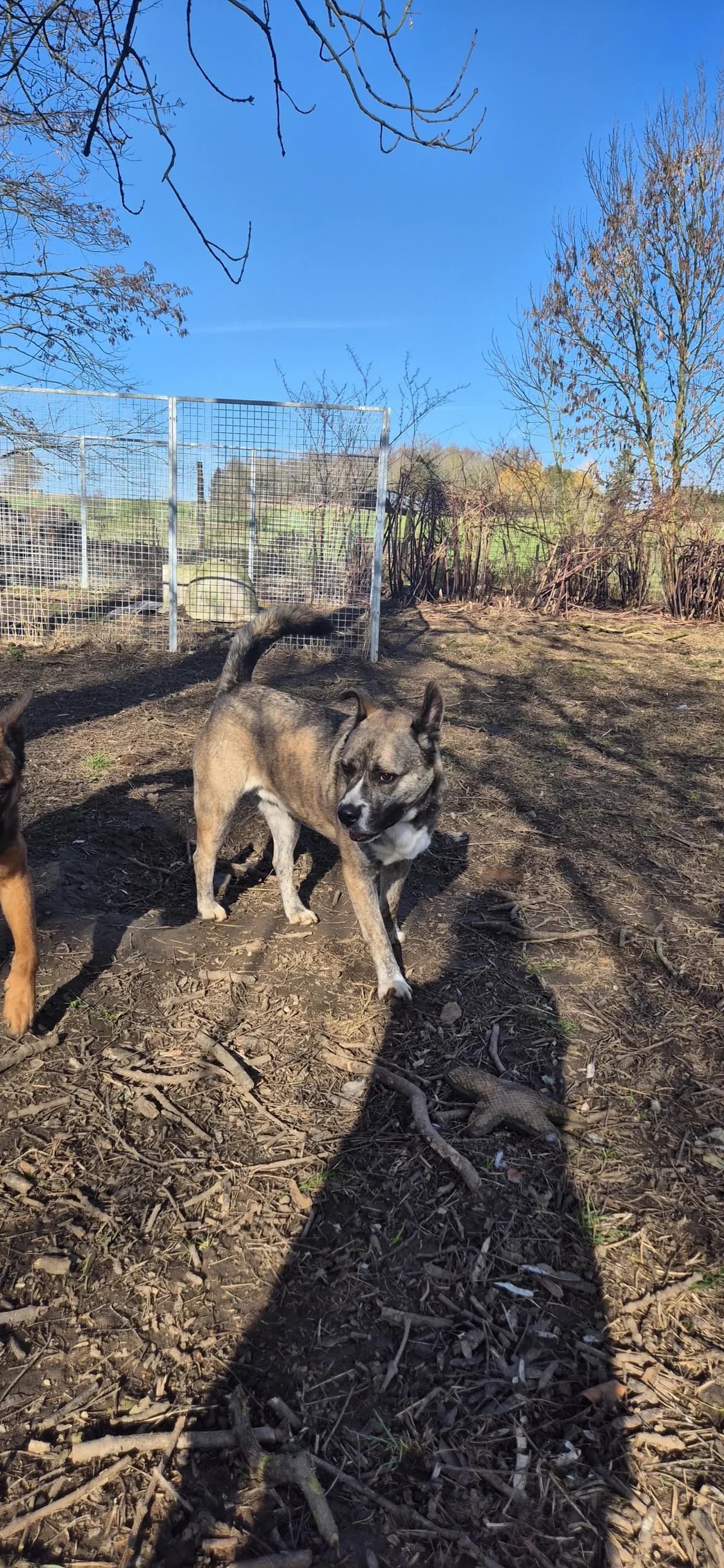 Shiva, female 3yo German Shepherd for adoption at Sans Famille ASBL, Dinant