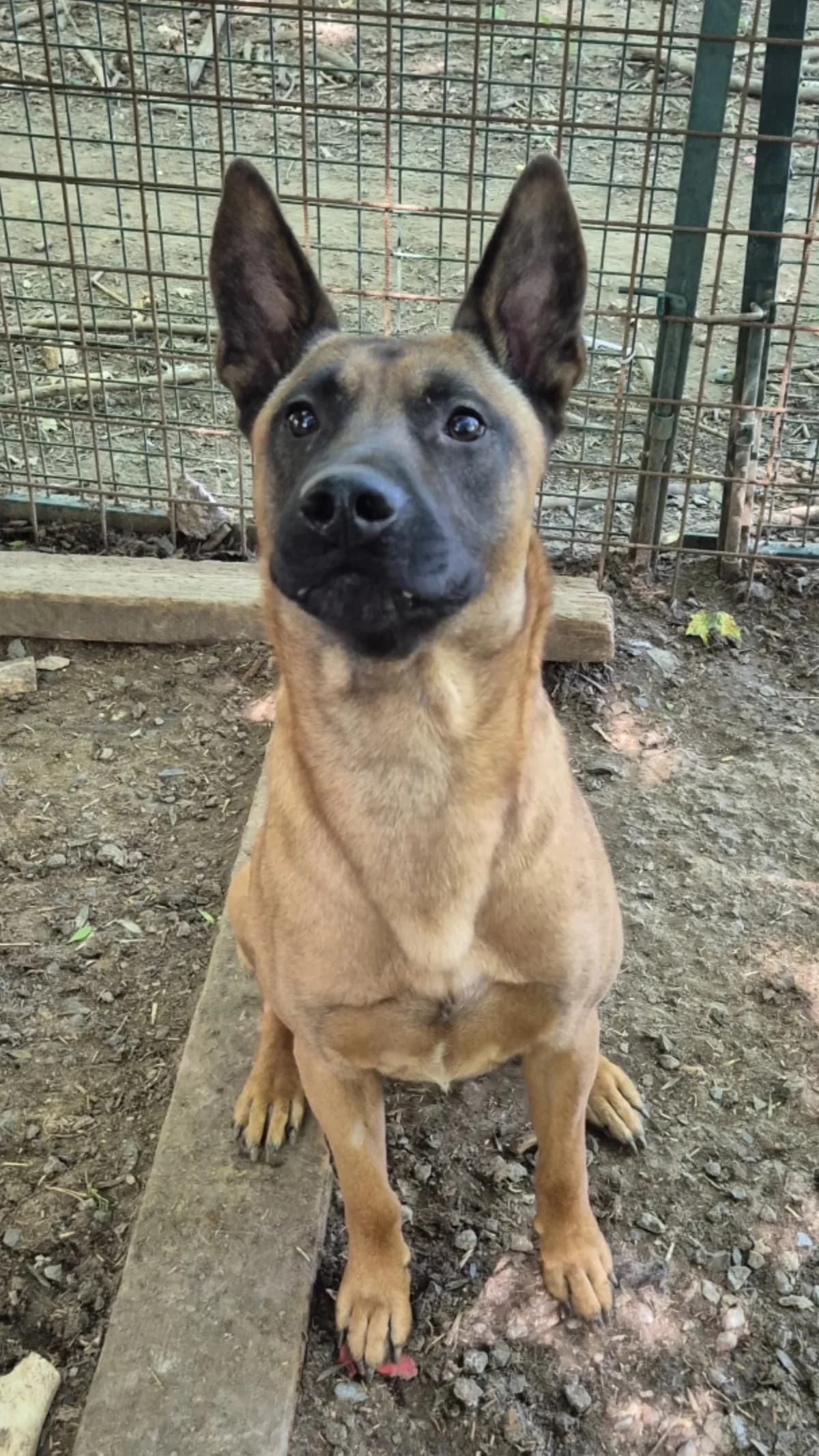 Maya,  senior German Shepherd for adoption at Sans Famille ASBL, Dinant