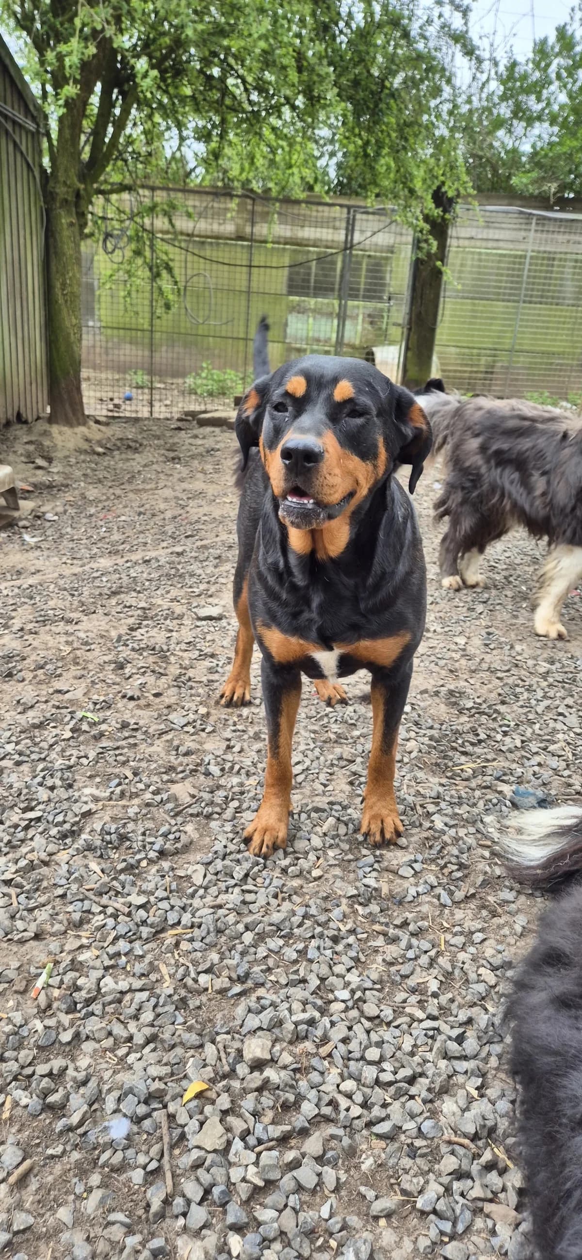 Thelma, female Rottweiler for adoption at Sans Famille ASBL, Dinant