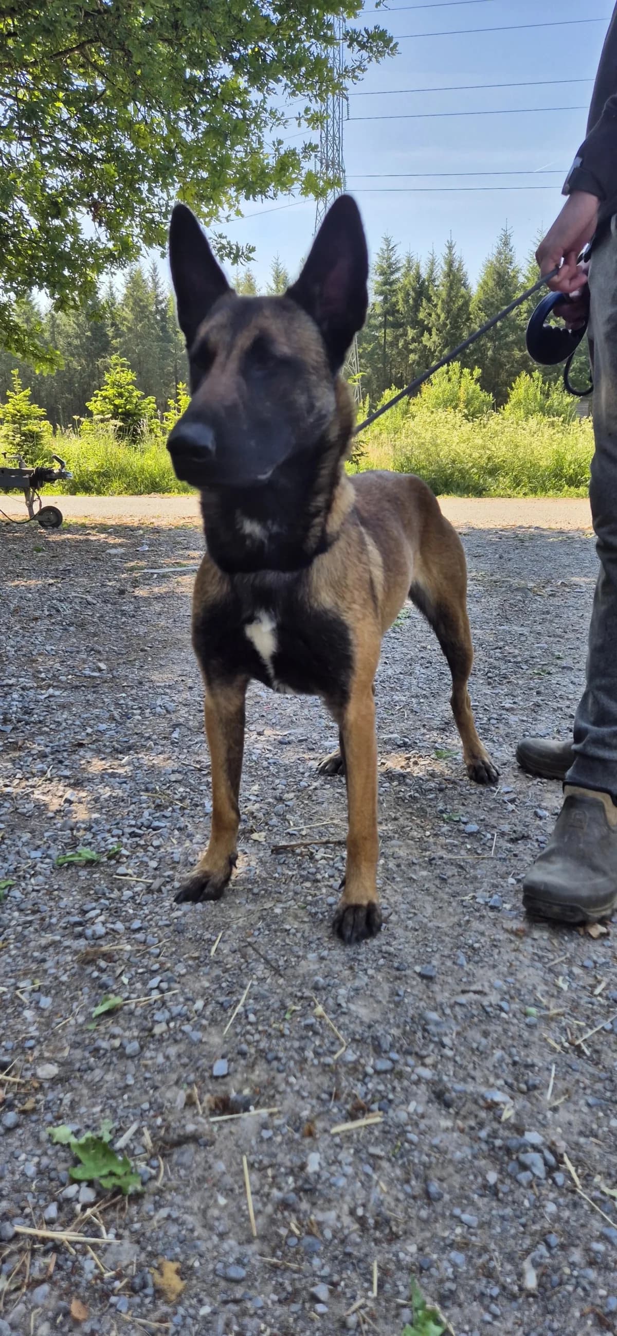 Diamond,, male German Shepherd for adoption at Sans Famille ASBL, Dinant