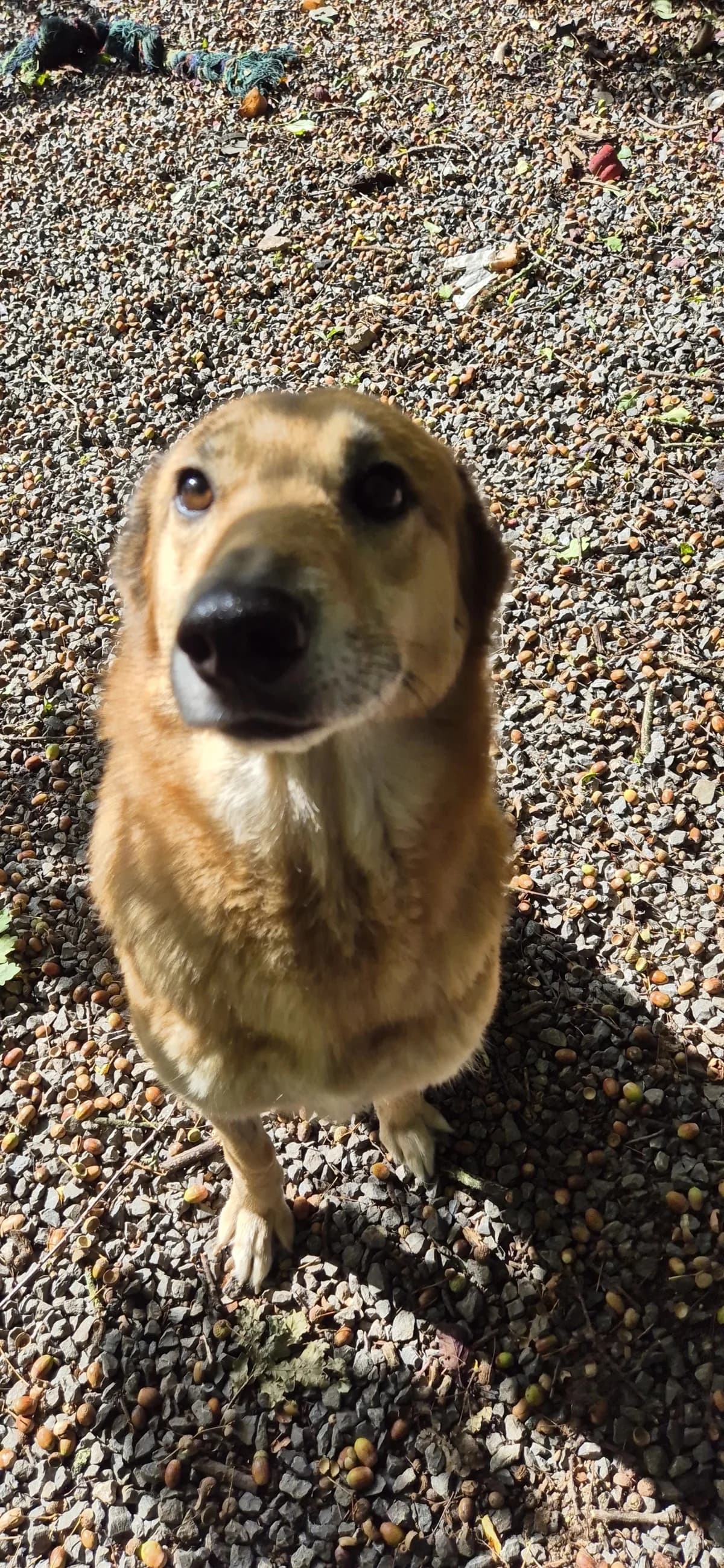 Shiva, female 3yo German Shepherd for adoption at Sans Famille ASBL, Dinant