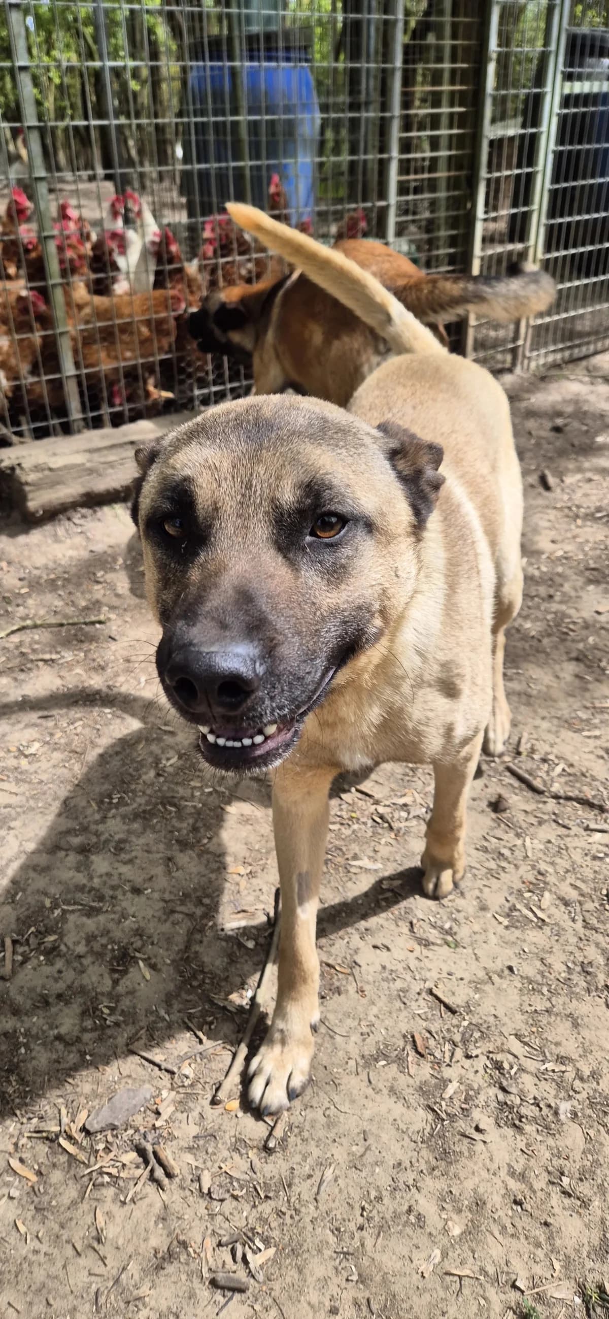 Sultan,  young German Shepherd for adoption at Sans Famille ASBL, Dinant