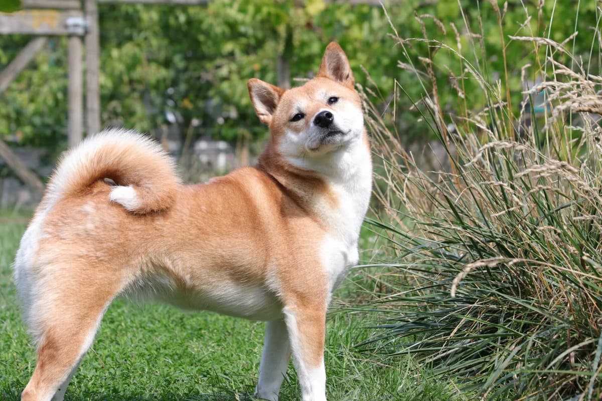 Coda, Shiba Inu (Shiba Rescue vzw)