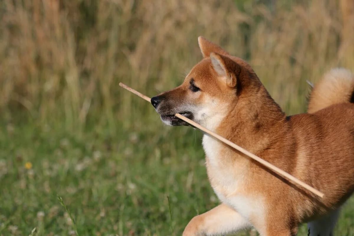 Flinn, Shiba Inu (Shiba Rescue vzw)
