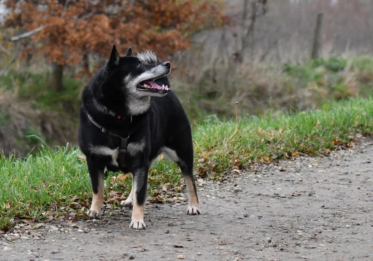Lev, male Shiba Inu for adoption at Shiba Rescue vzw