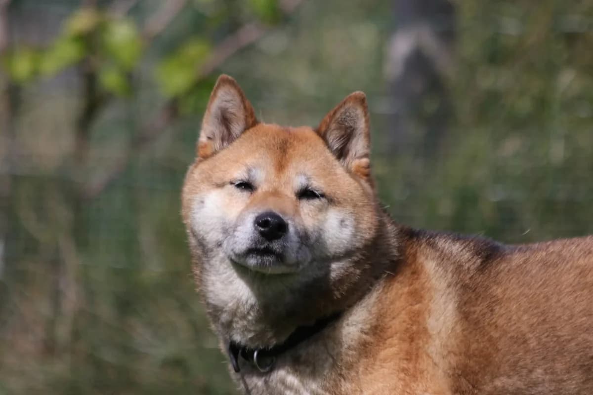 Miko, female Shiba Inu for adoption at Shiba Rescue vzw