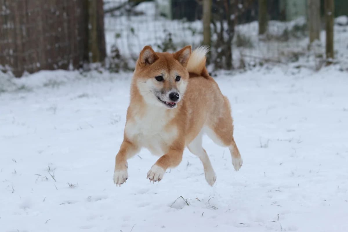 Misa Leeuwenhart,  Shiba Inu for adoption at Shiba Rescue vzw