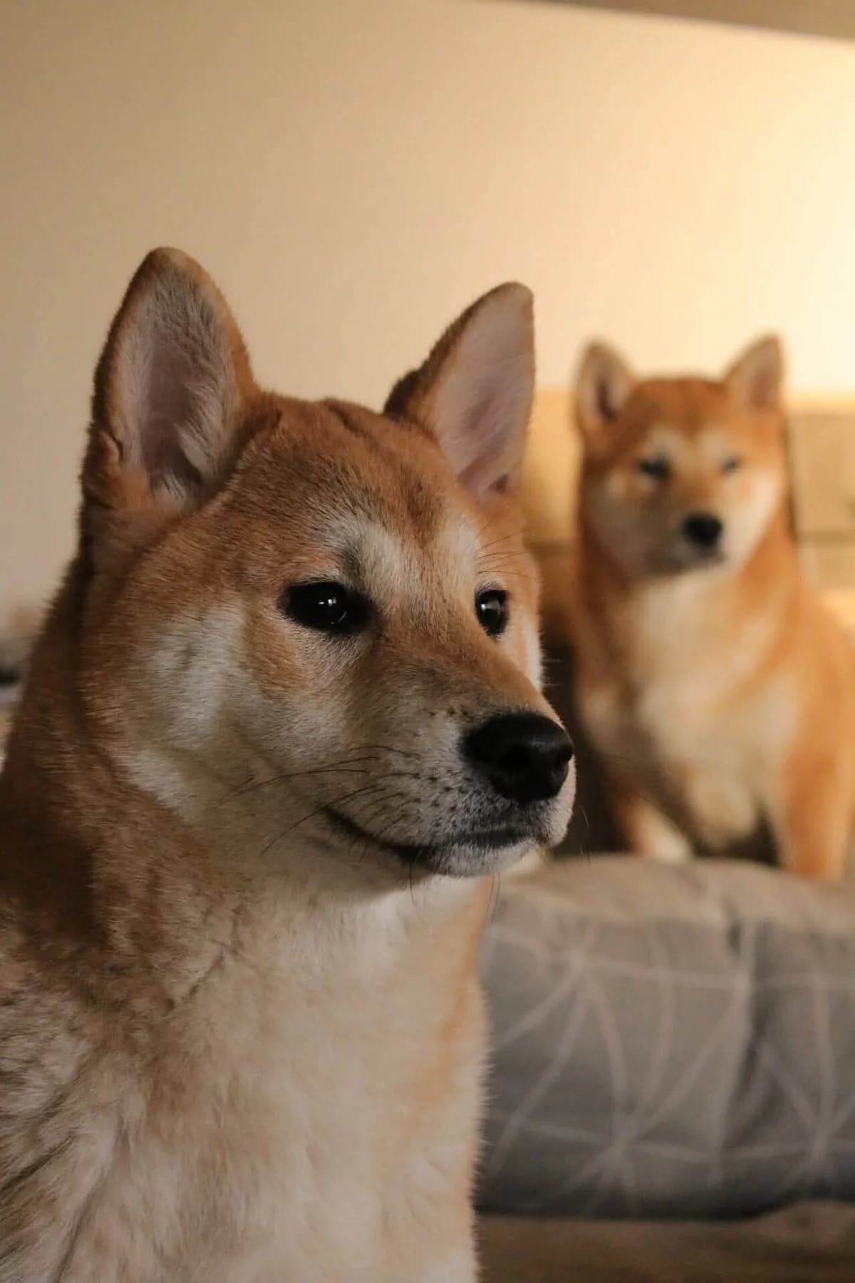 Tadashii, male Shiba Inu for adoption at Shiba Rescue vzw