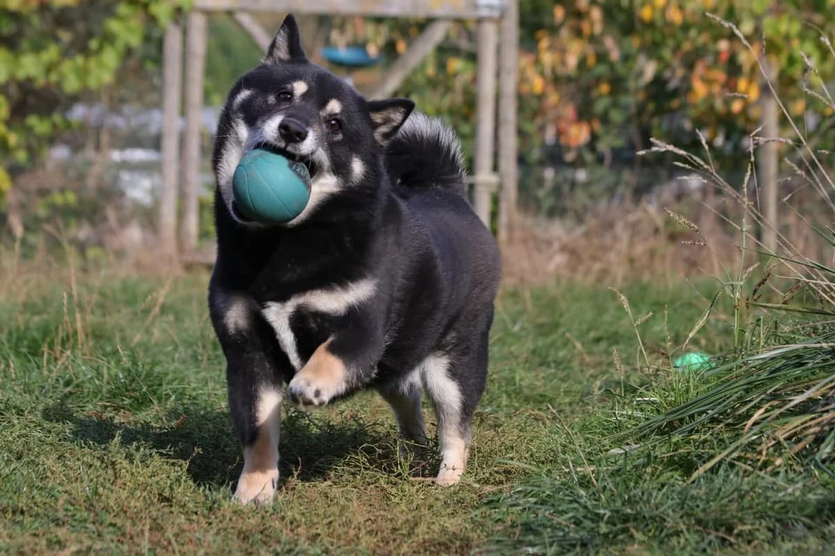 Yuki, male Shiba Inu for adoption at Shiba Rescue vzw