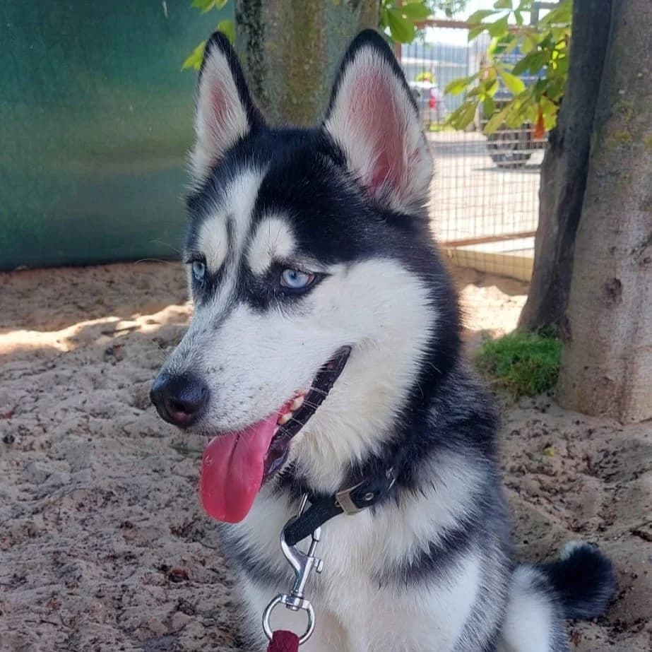 Asena, female young Husky for adoption at Dierenasiel Sint-Truiden, Sint-Truiden