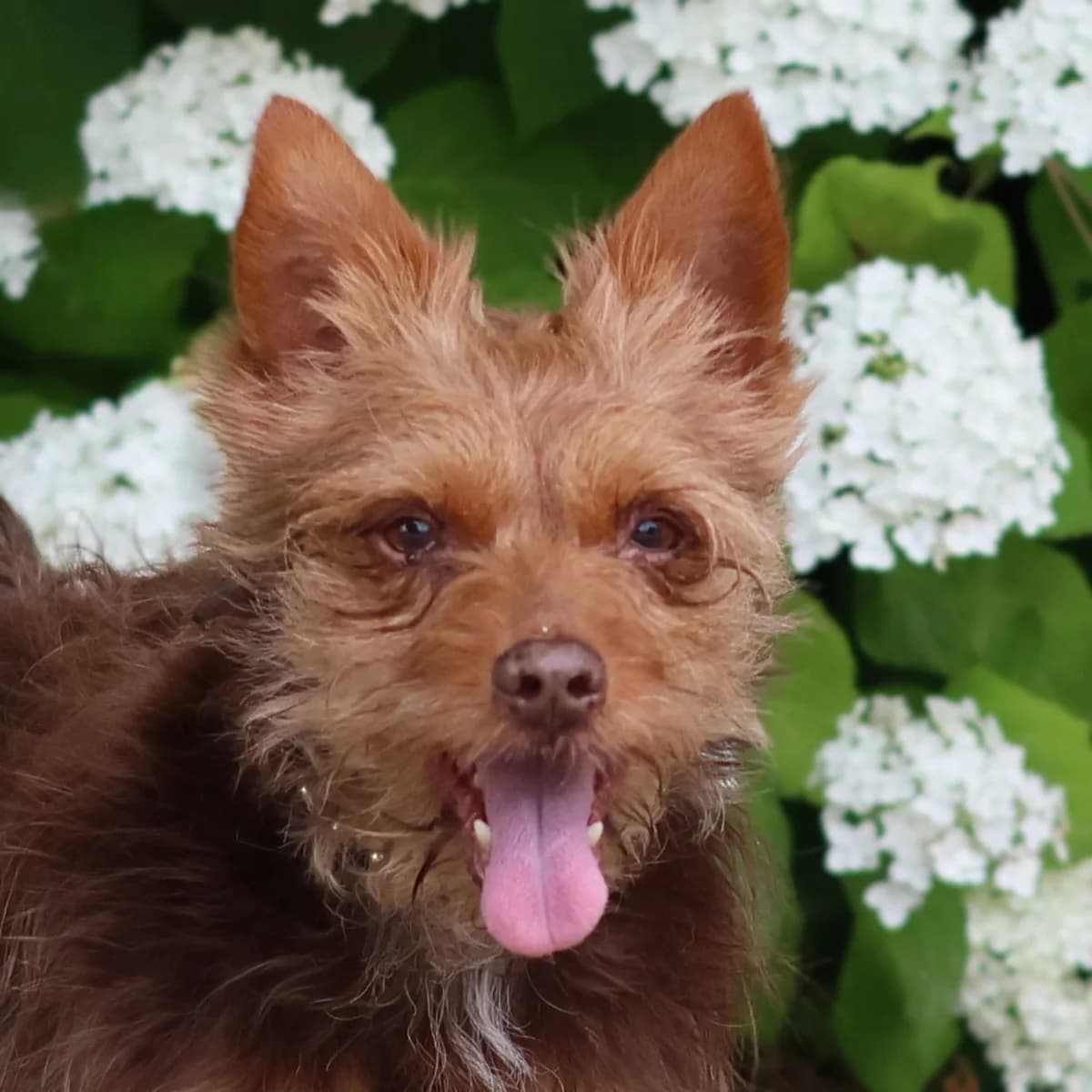 Bertje, male senior Yorkshire Terrier for adoption at Dierenasiel Sint-Truiden, Sint-Truiden