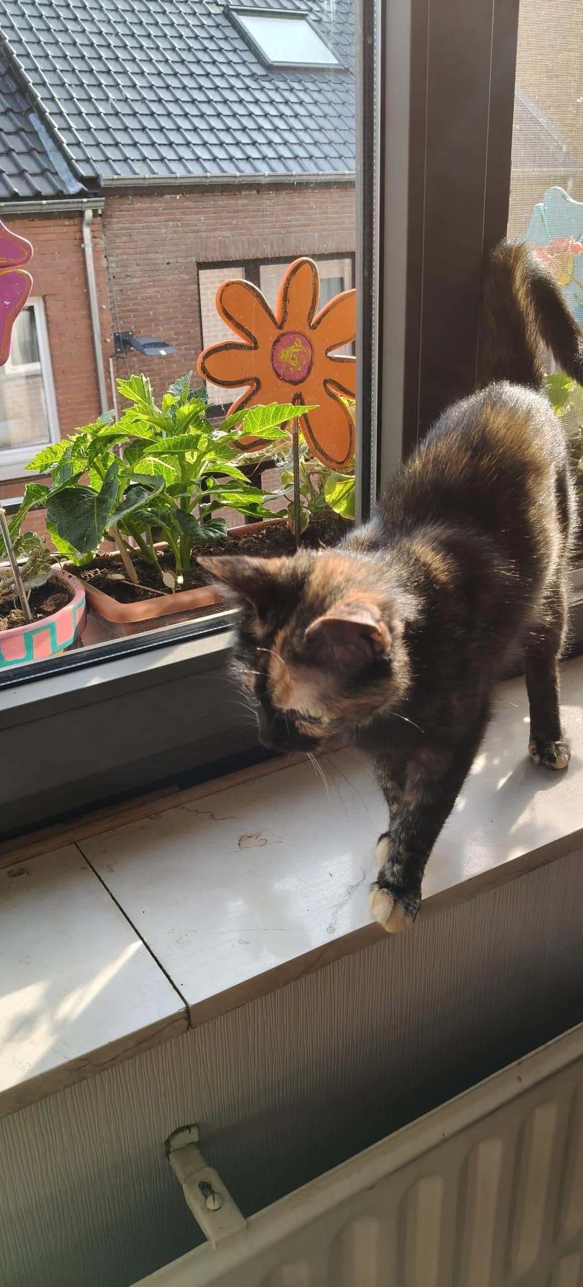 Betsy, female Mixed Breed for adoption at Dierenasiel Sint-Truiden, Sint-Truiden