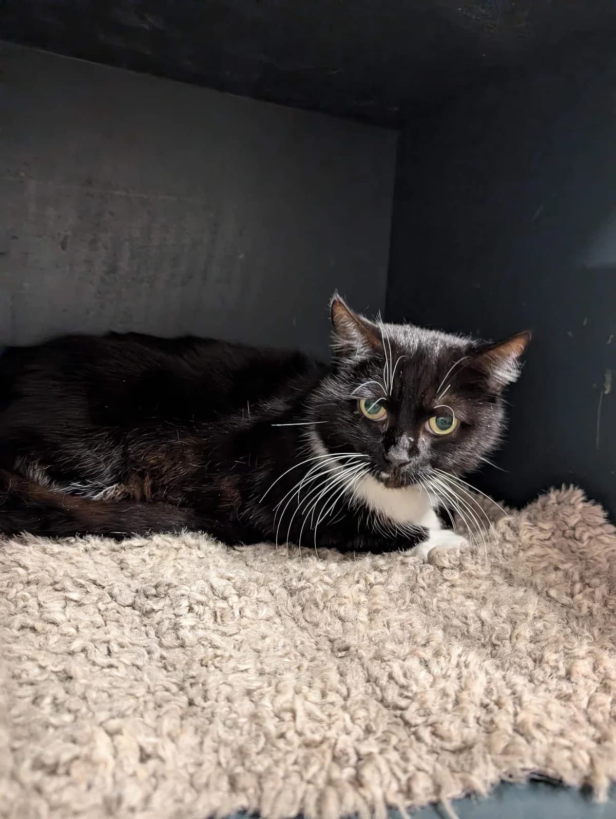Cider, goud female Mixed Breed for adoption at Dierenasiel Sint-Truiden, Sint-Truiden